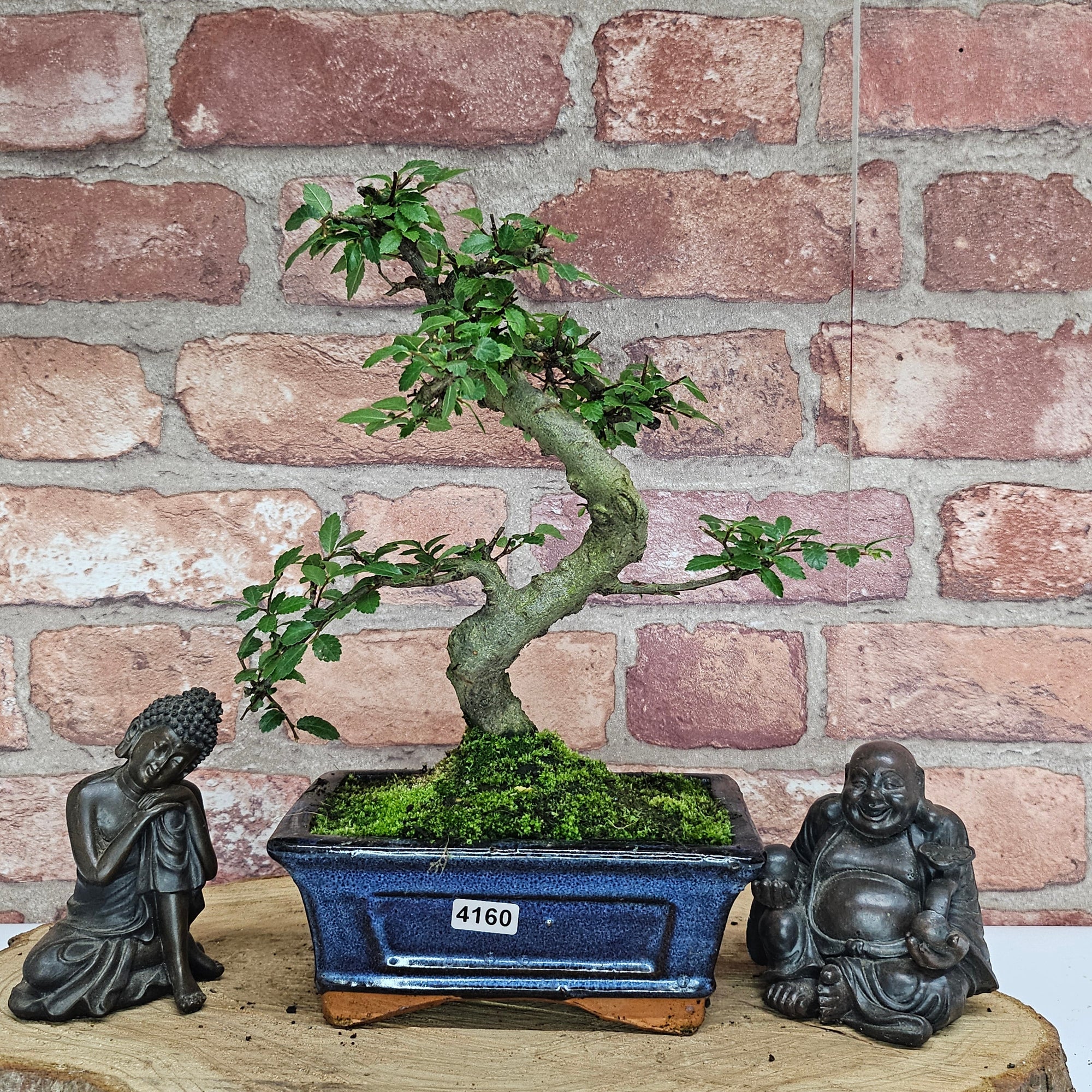 Chinese Elm (Ulmus Parvifolia) Bonsai Tree | Shaped | In 15cm Pot  | S251975