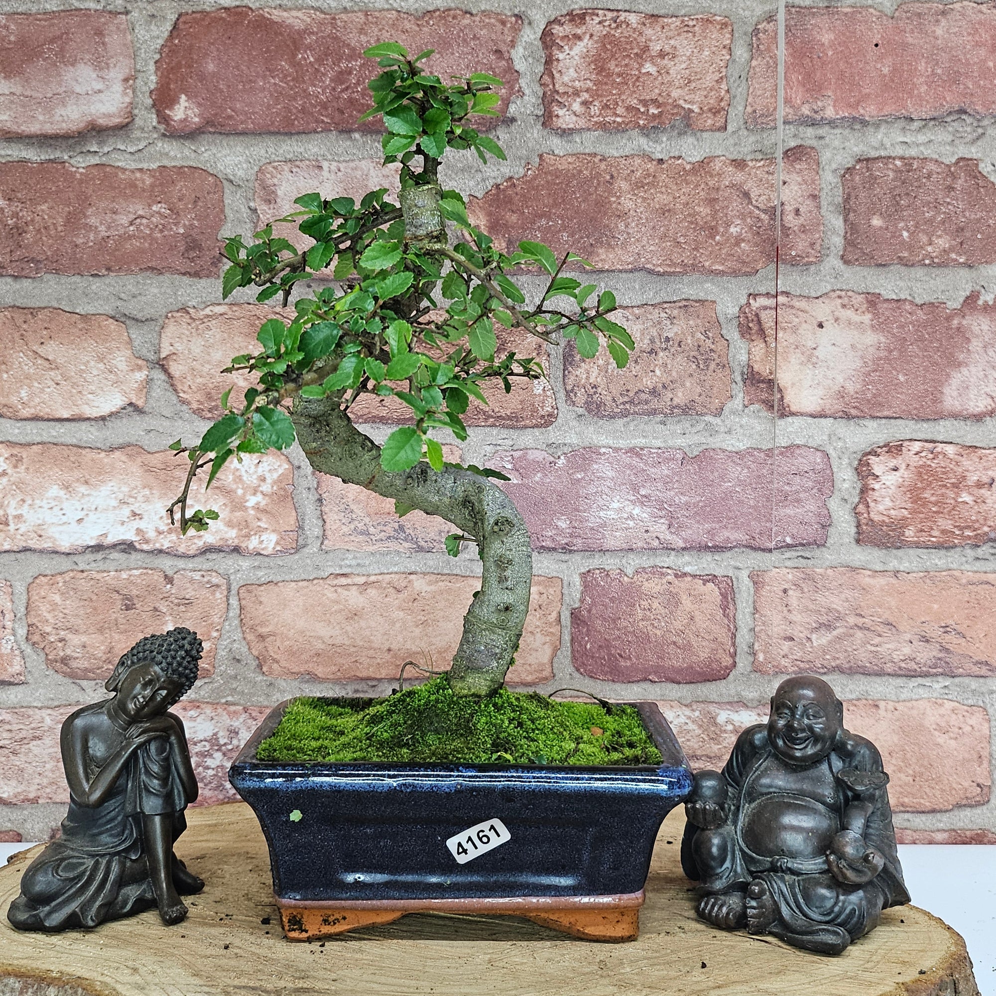 Chinese Elm (Ulmus Parvifolia) Bonsai Tree | Shaped | In 15cm Pot  | S251975