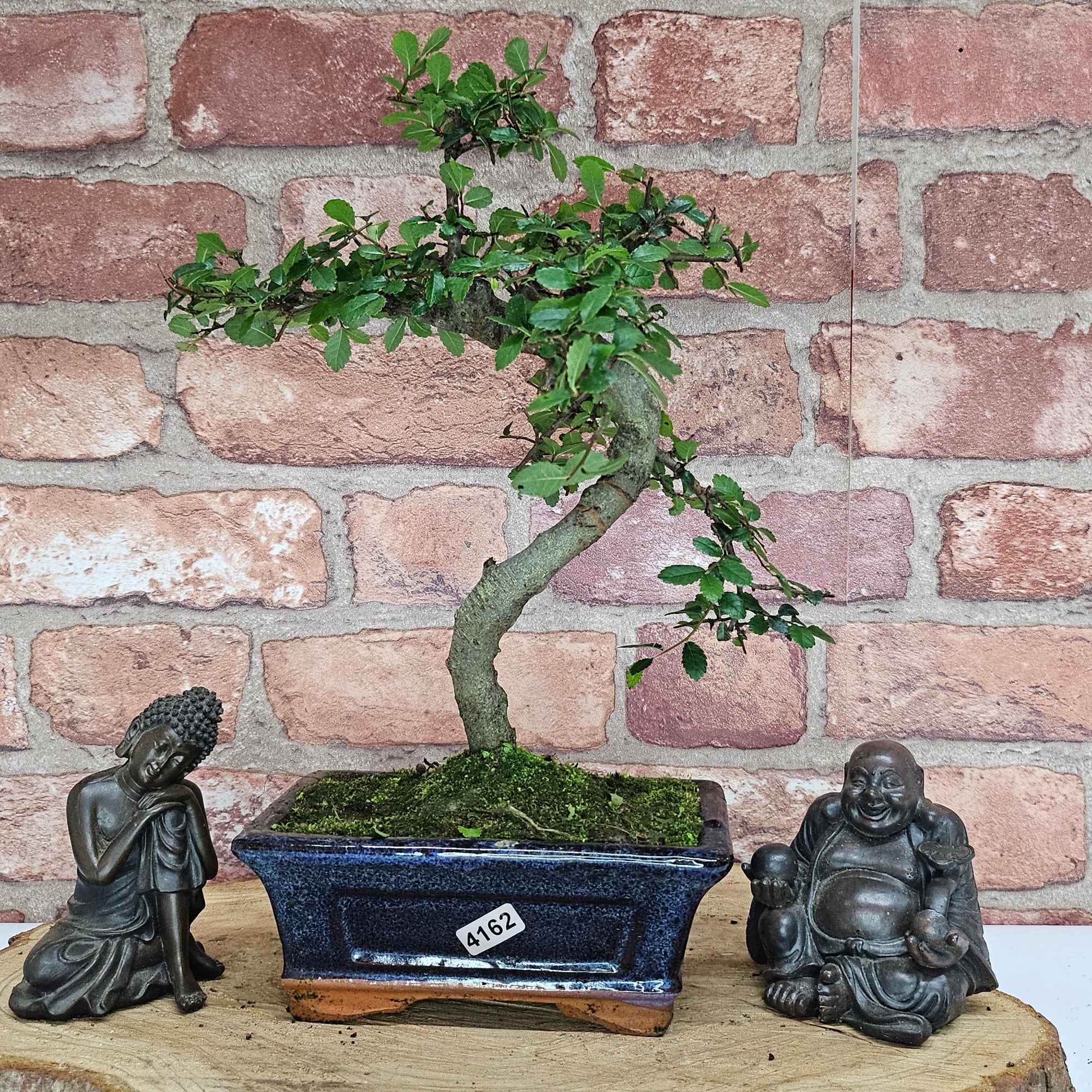 Chinese Elm (Ulmus Parvifolia) Bonsai Tree | Shaped | In 15cm Pot  | S251975