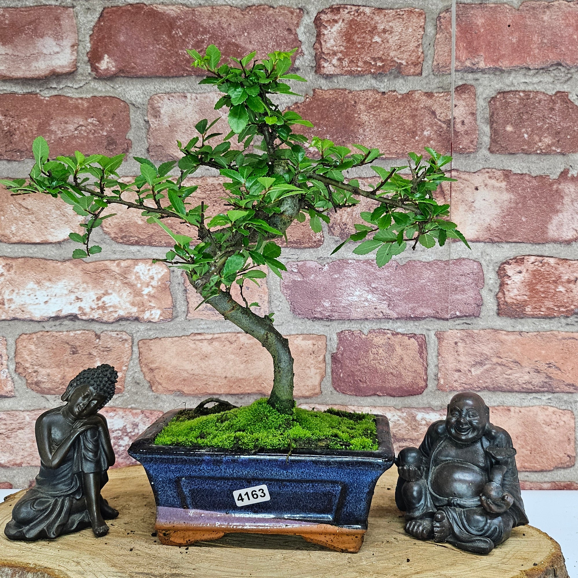 Chinese Elm (Ulmus Parvifolia) Bonsai Tree | Shaped | In 15cm Pot  | S251975