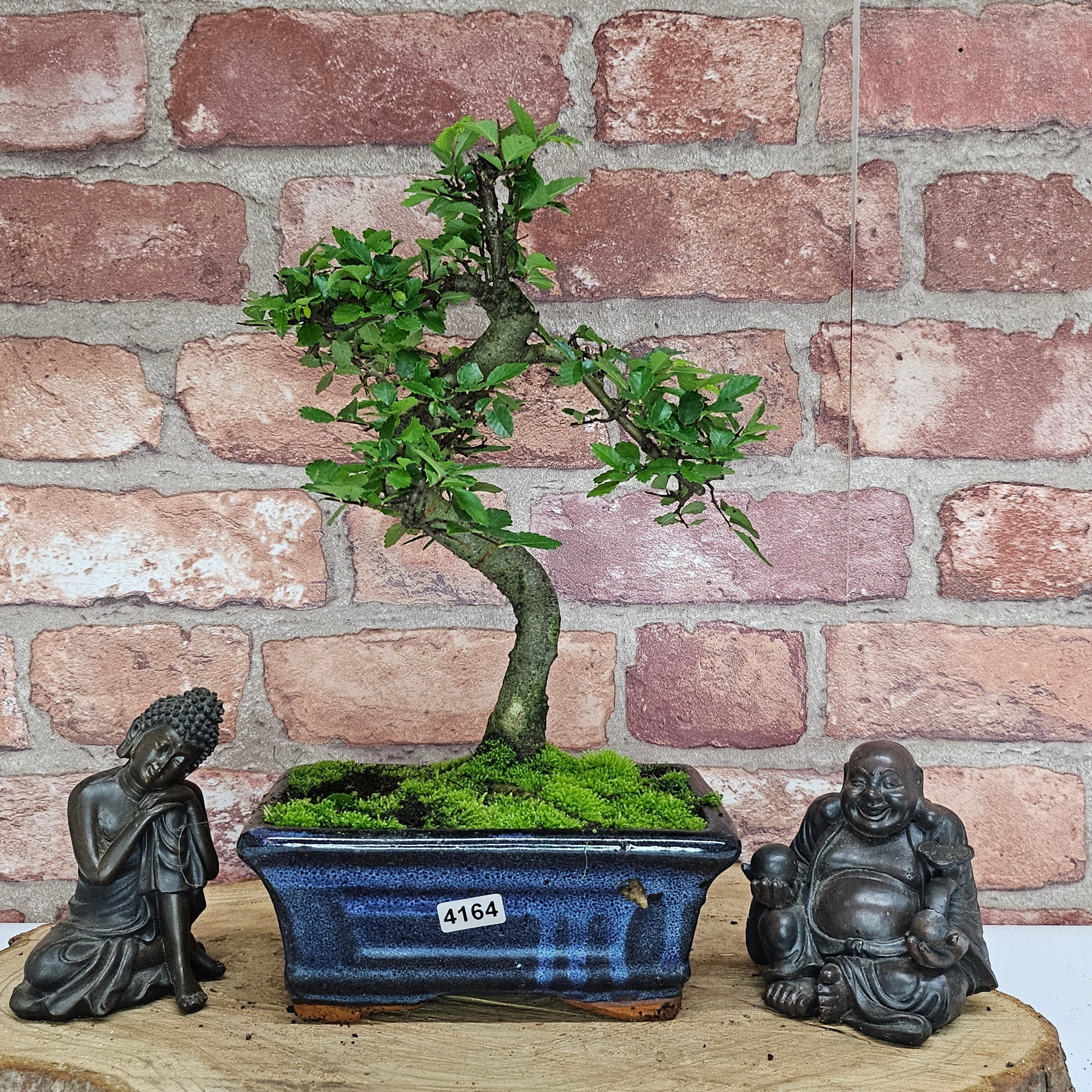 Chinese Elm (Ulmus Parvifolia) Bonsai Tree | Shaped | In 15cm Pot  | S251975