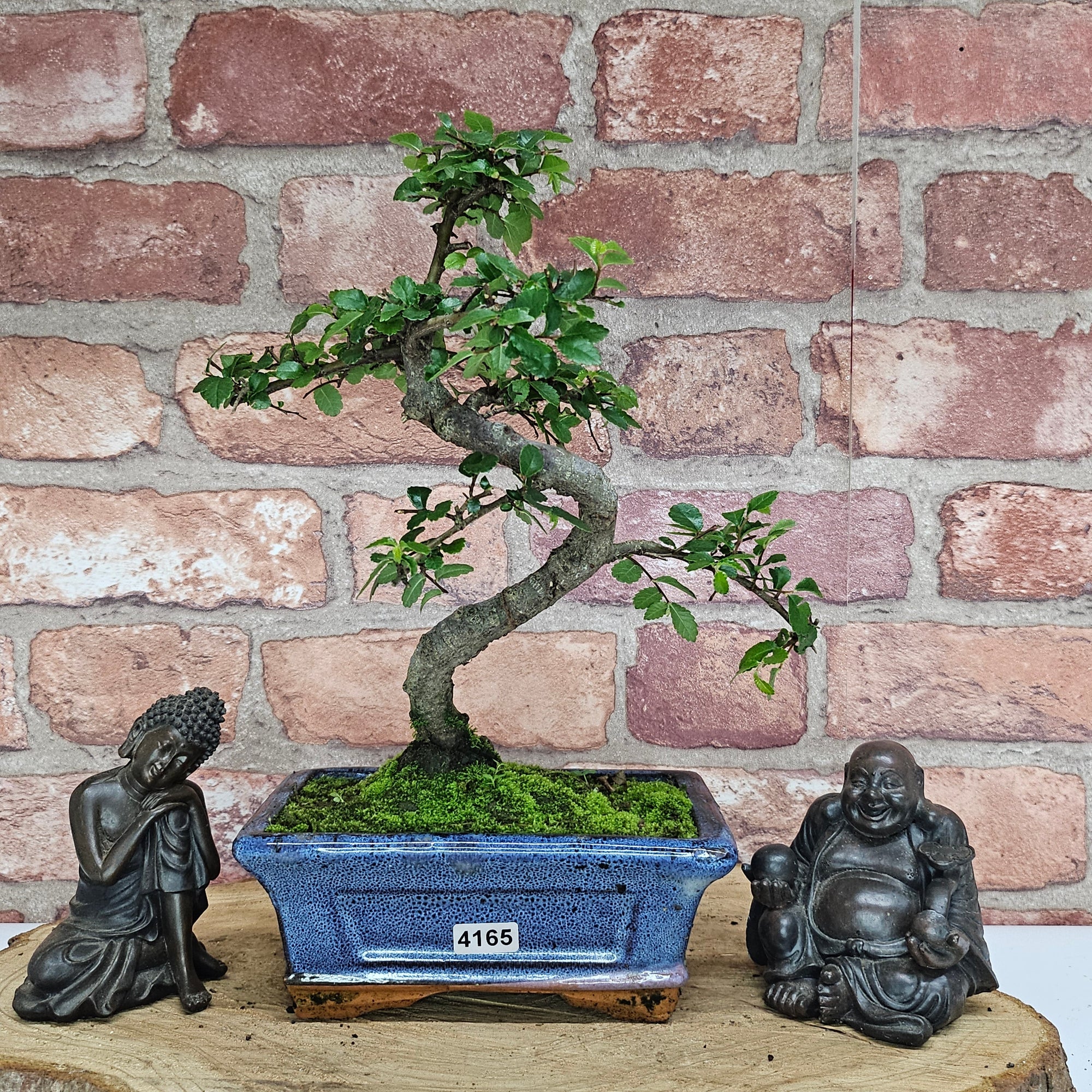 Chinese Elm (Ulmus Parvifolia) Bonsai Tree | Shaped | In 15cm Pot  | S251975