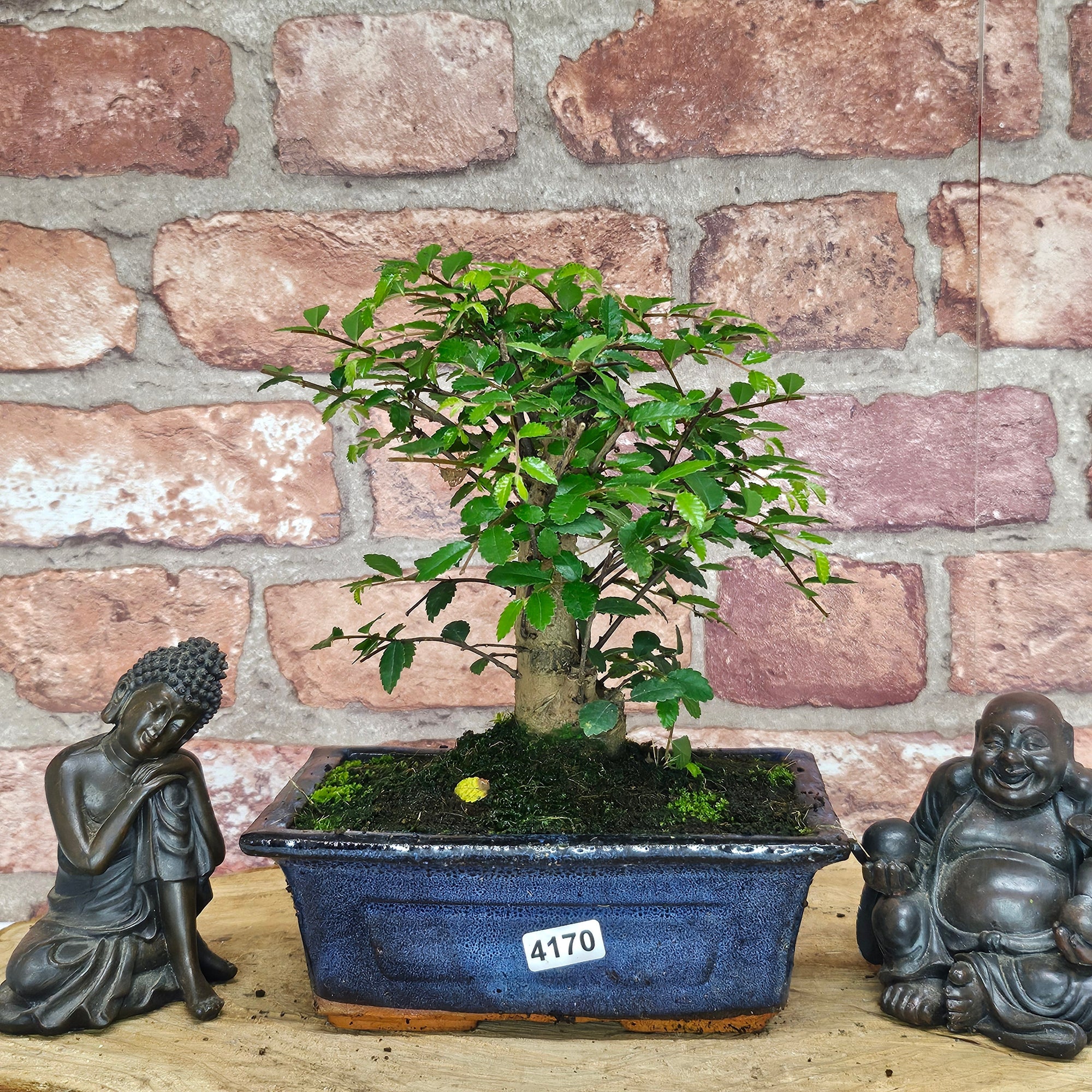 Chinese Elm (Ulmus Parvifolia) Bonsai Tree | Broom | In 15cm Pot  | S251976
