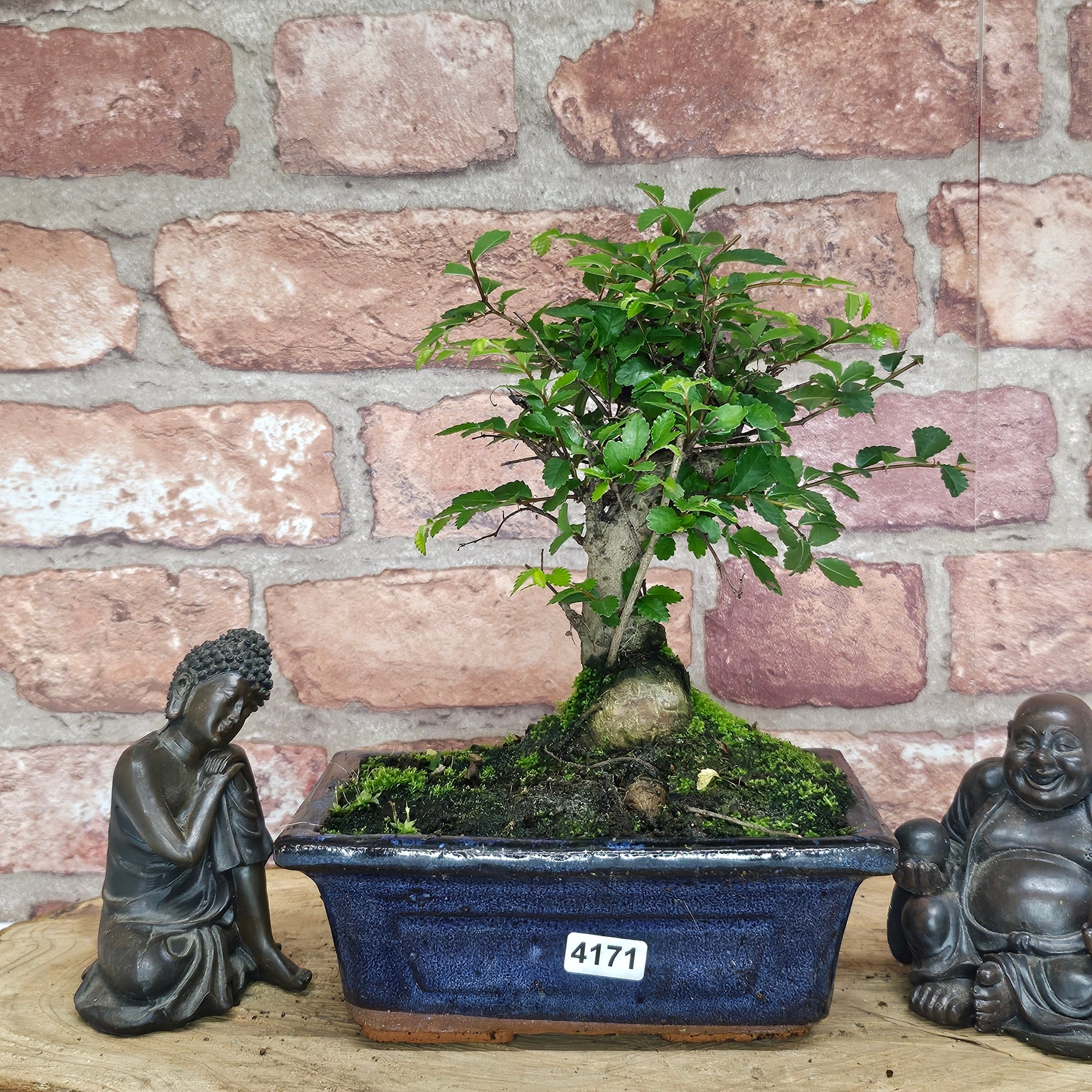 Chinese Elm (Ulmus Parvifolia) Bonsai Tree | Broom | In 15cm Pot  | S251976