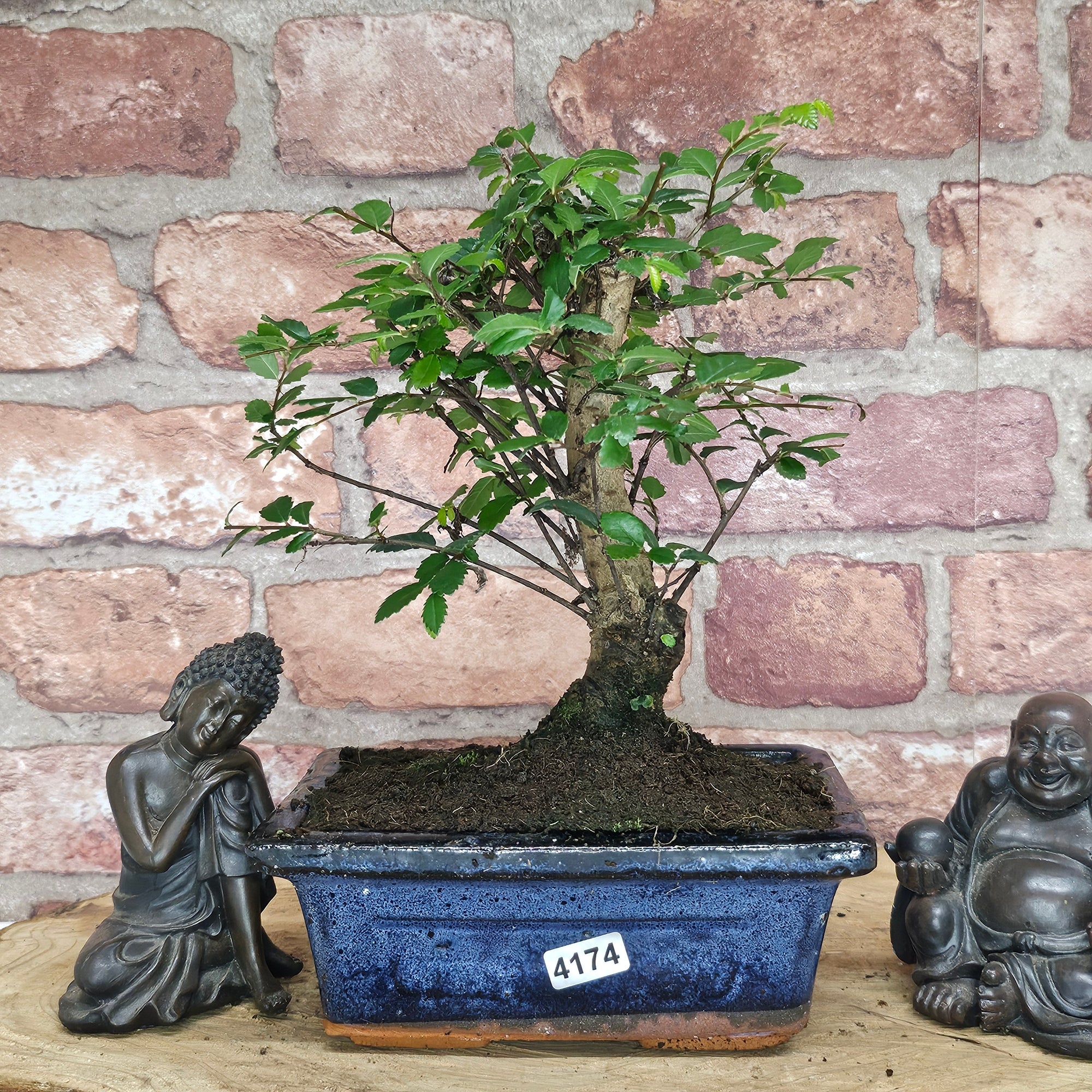 Chinese Elm (Ulmus Parvifolia) Bonsai Tree | Broom | In 15cm Pot  | S251976