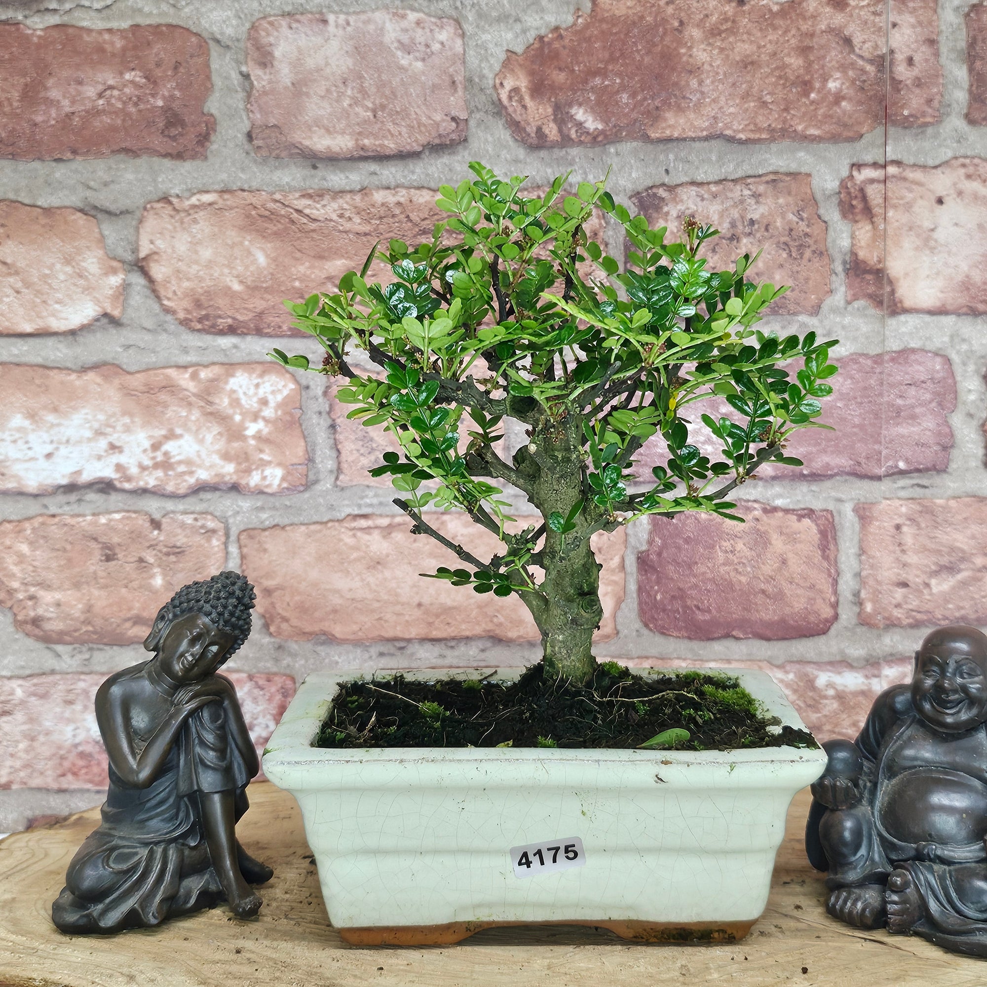 Chinese Pepper (Zanthoxylum Pipertum) Bonsai Tree | Broom | In 15cm Pot  | S251959