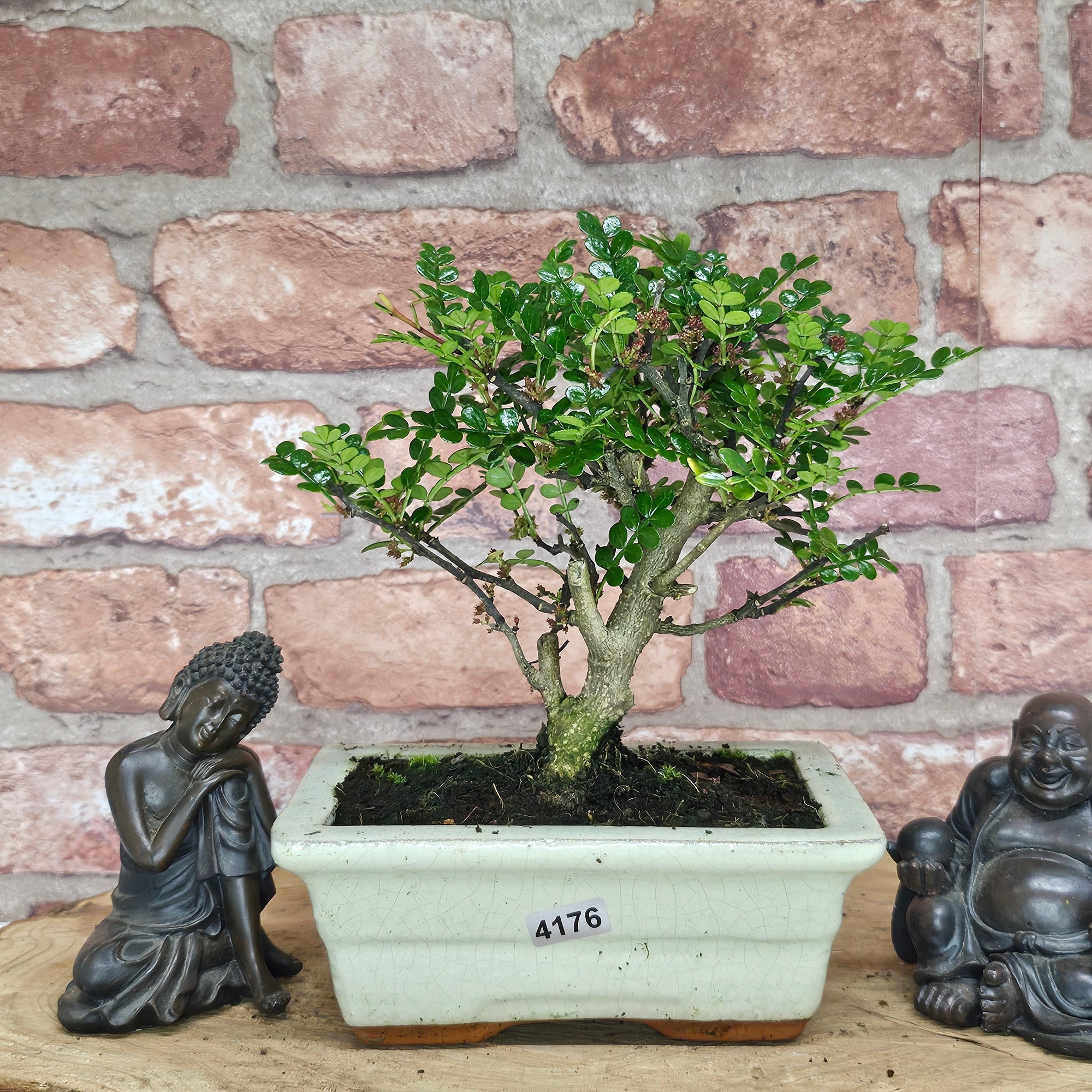 Chinese Pepper (Zanthoxylum Pipertum) Bonsai Tree | Broom | In 15cm Pot  | S251959