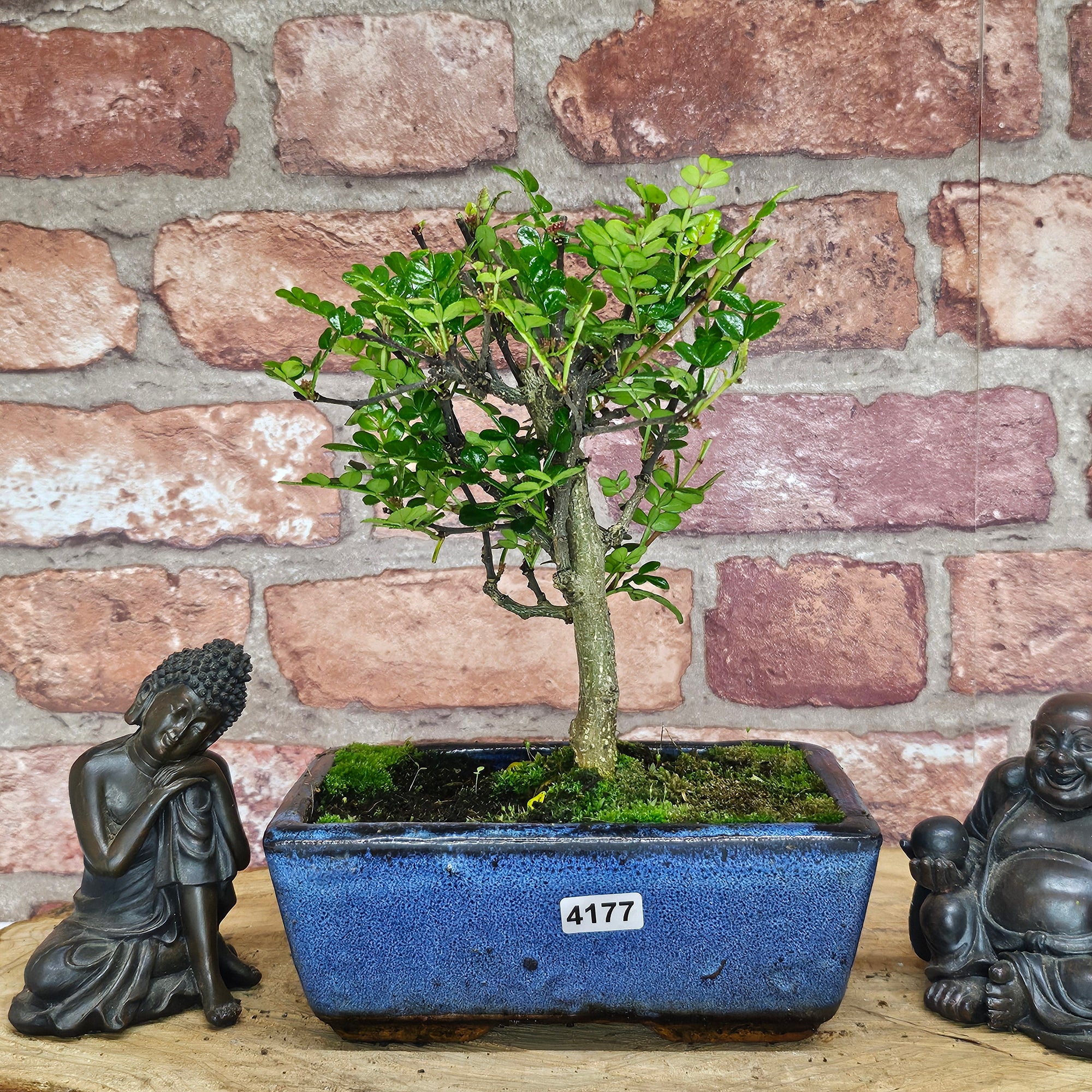 Chinese Pepper (Zanthoxylum Pipertum) Bonsai Tree | Broom | In 15cm Pot  | S251959