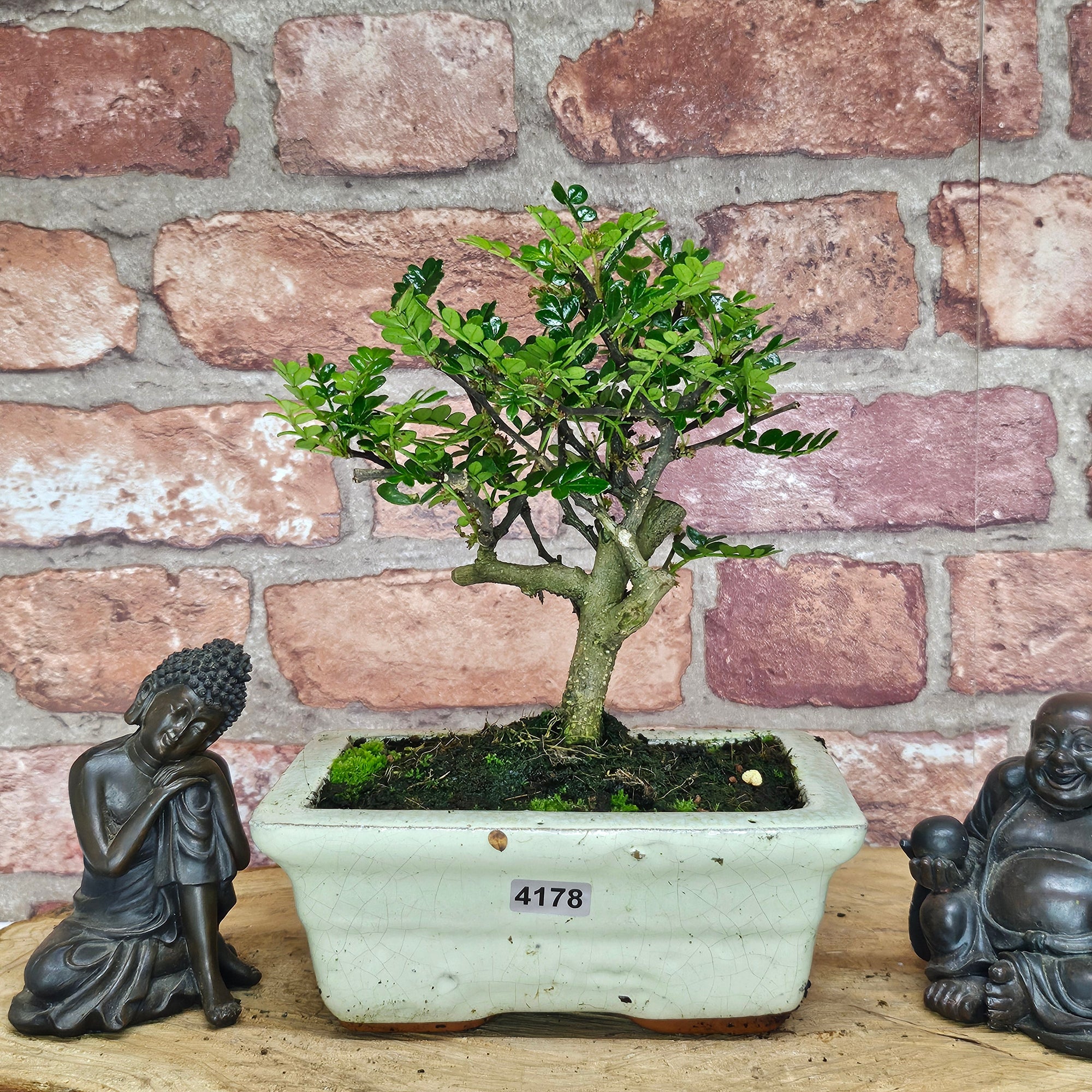 Chinese Pepper (Zanthoxylum Pipertum) Bonsai Tree | Broom | In 15cm Pot  | S251959
