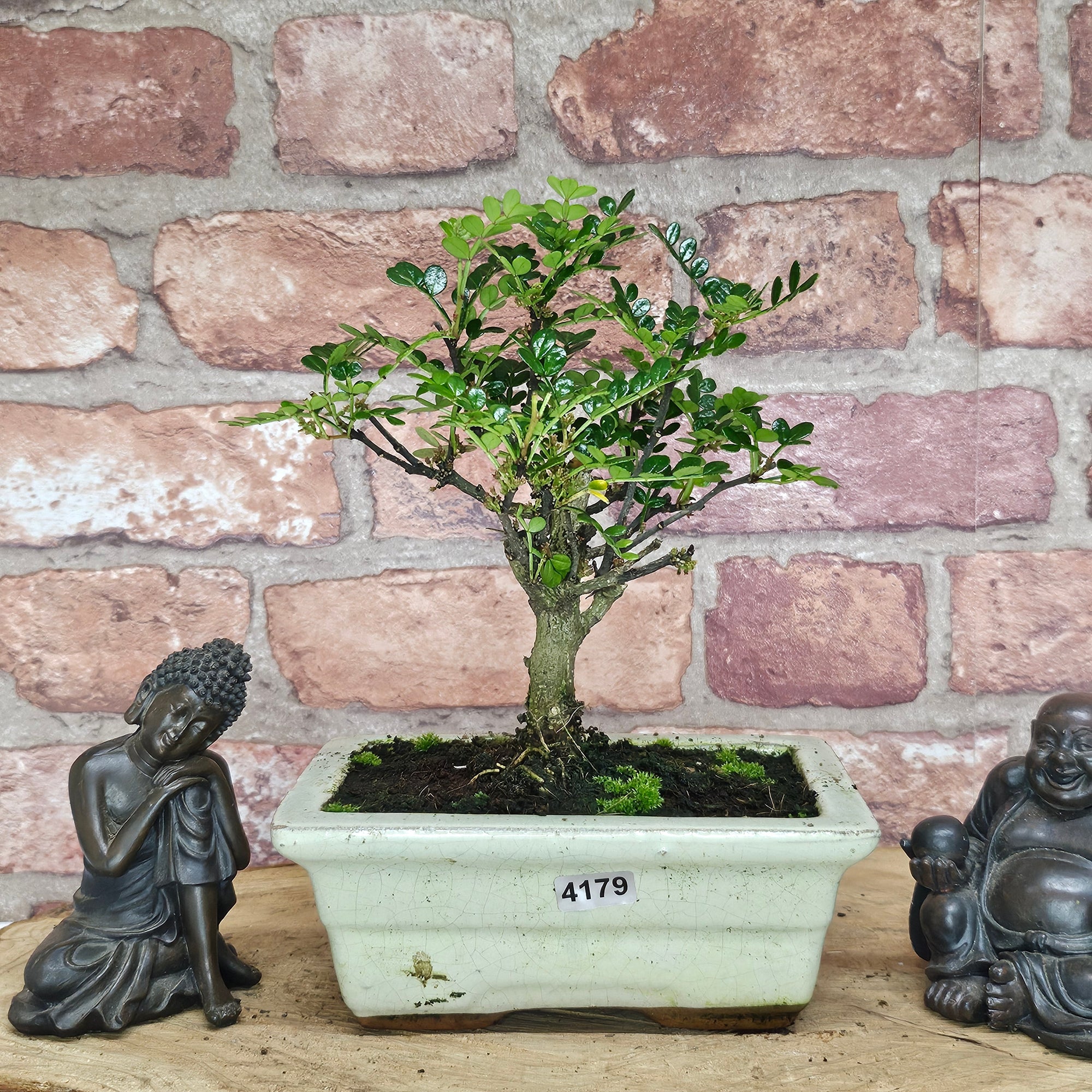 Chinese Pepper (Zanthoxylum Pipertum) Bonsai Tree | Broom | In 15cm Pot  | S251959