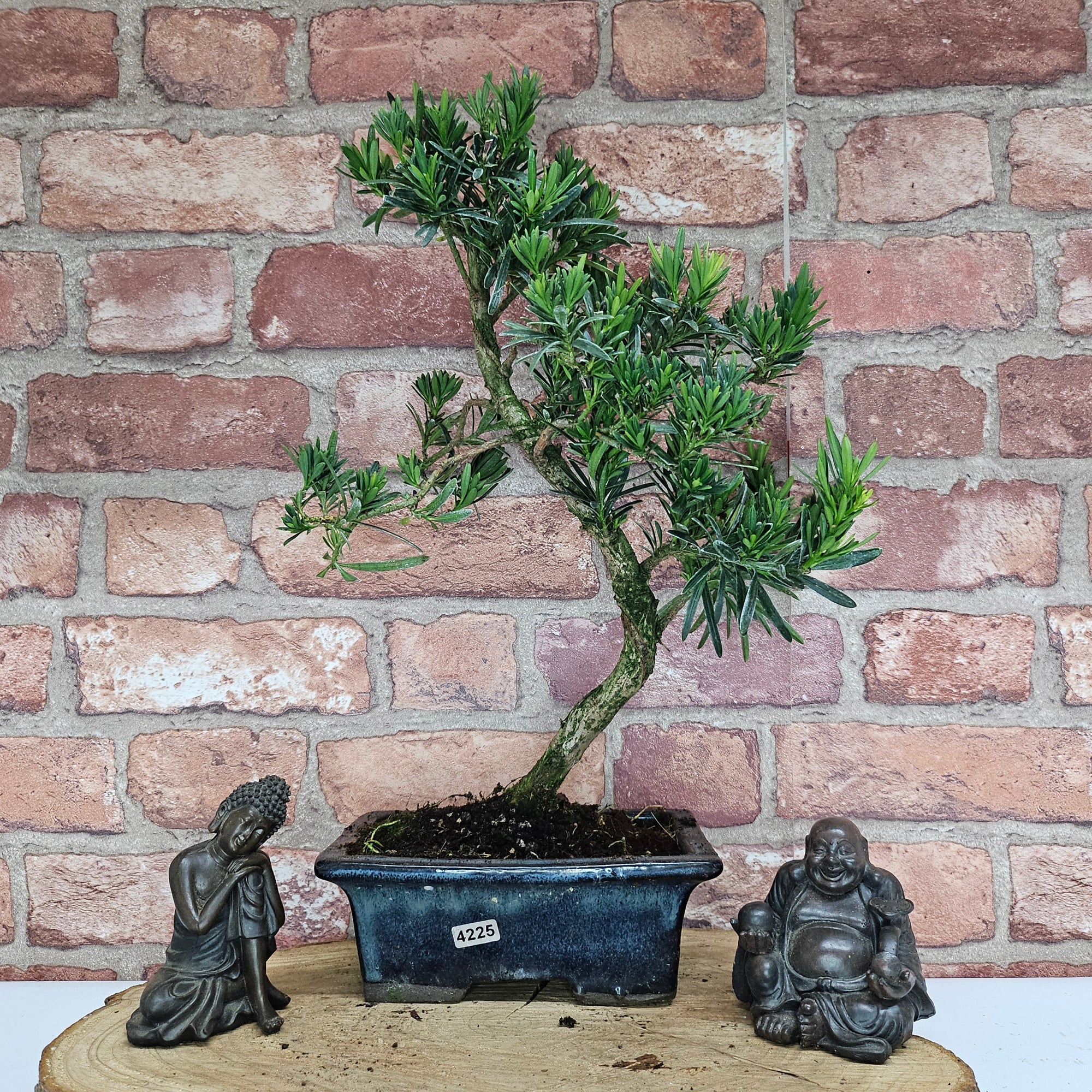 Buddhist Pine (Podocarpus Micro) Bonsai Tree | Shaped | In 20cm Pot  S25883