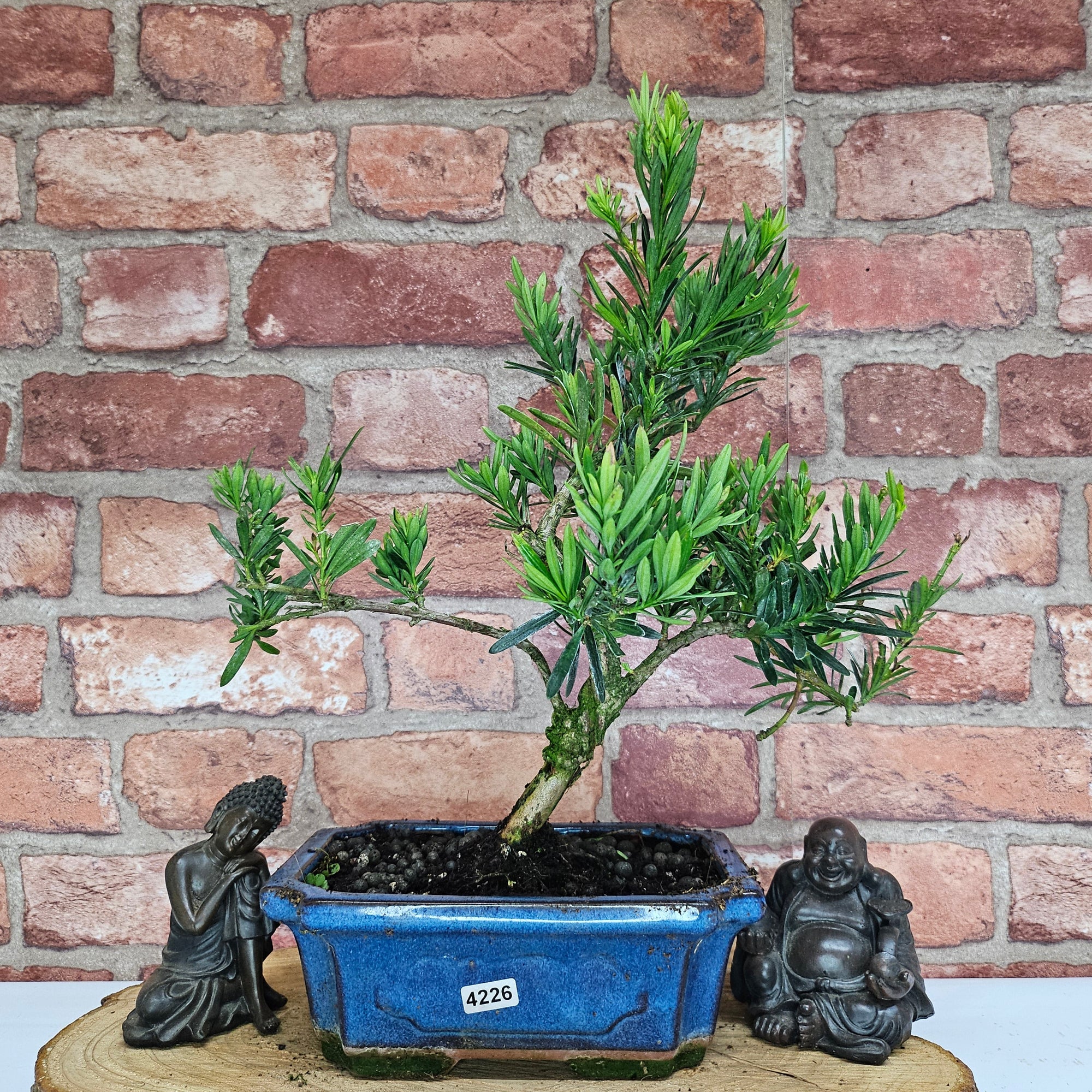 Buddhist Pine (Podocarpus Micro) Bonsai Tree | Shaped | In 20cm Pot  S25883