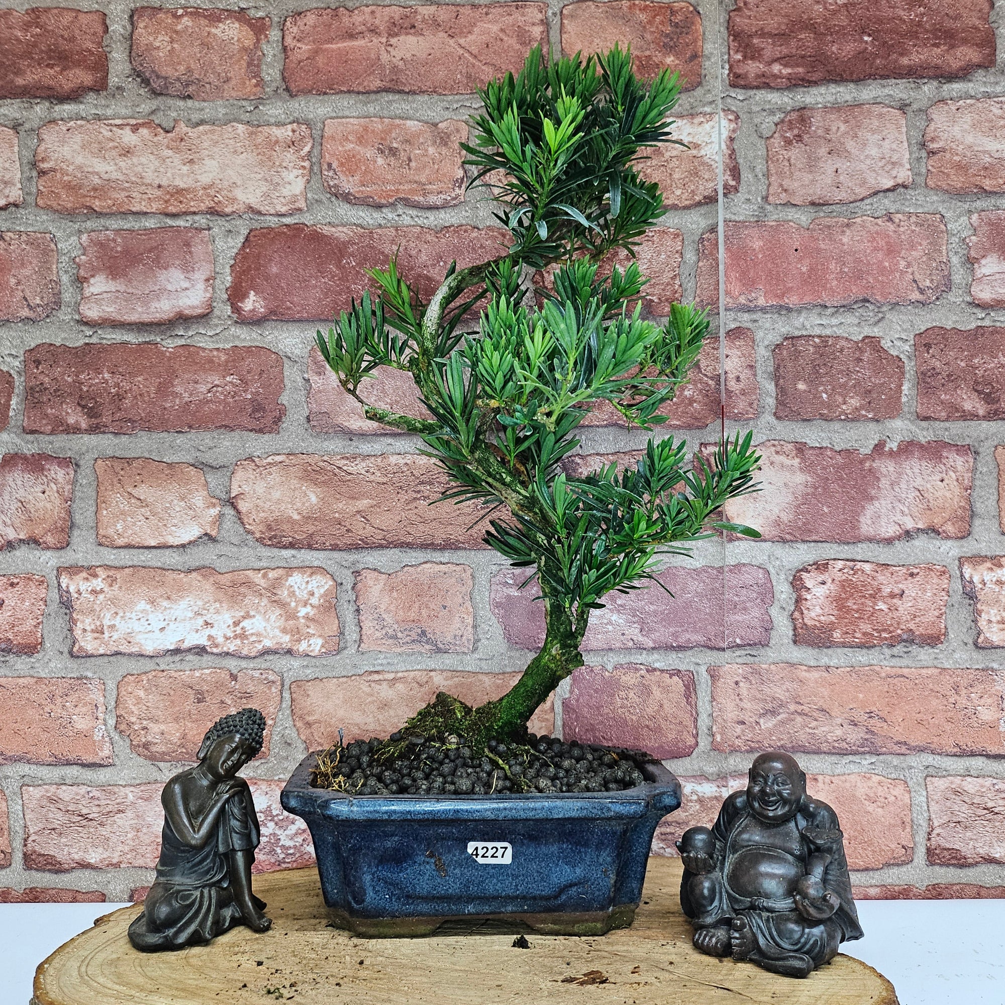 Buddhist Pine (Podocarpus Micro) Bonsai Tree | Shaped | In 20cm Pot  S25883