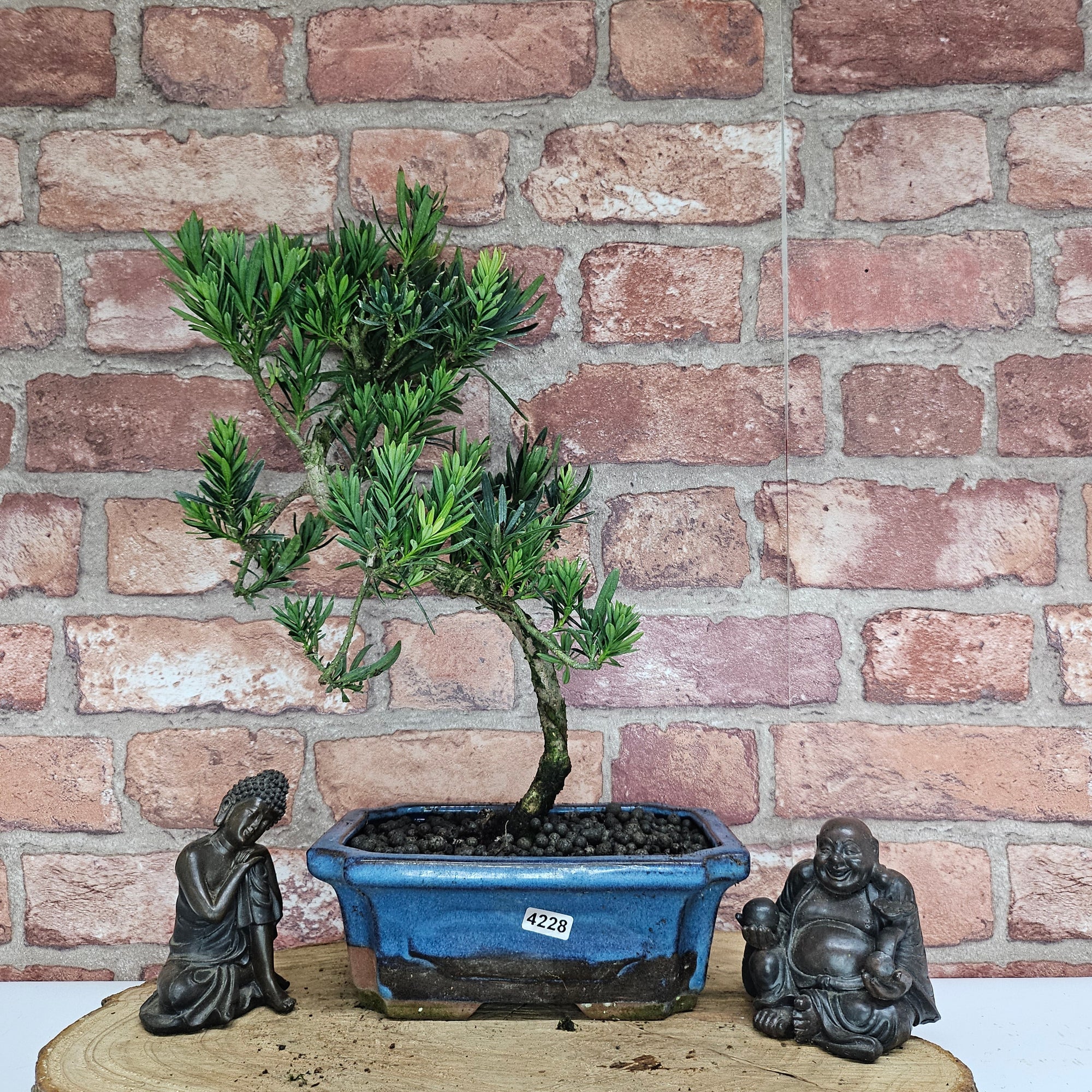 Buddhist Pine (Podocarpus Micro) Bonsai Tree | Shaped | In 20cm Pot  S25883