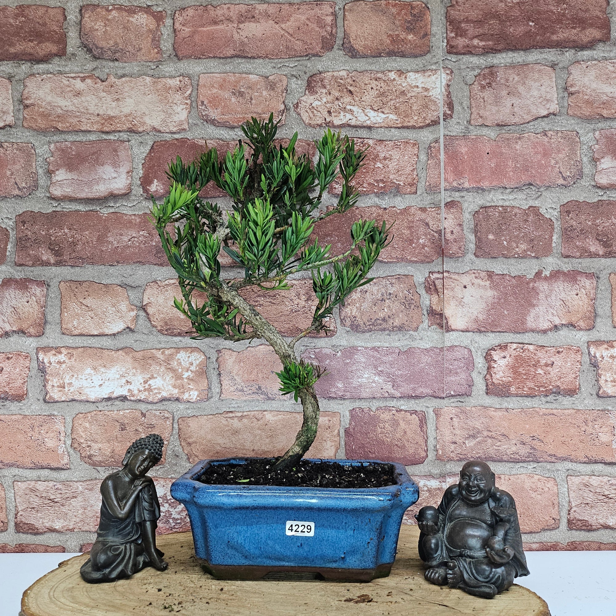 Buddhist Pine (Podocarpus Micro) Bonsai Tree | Shaped | In 20cm Pot  S25883