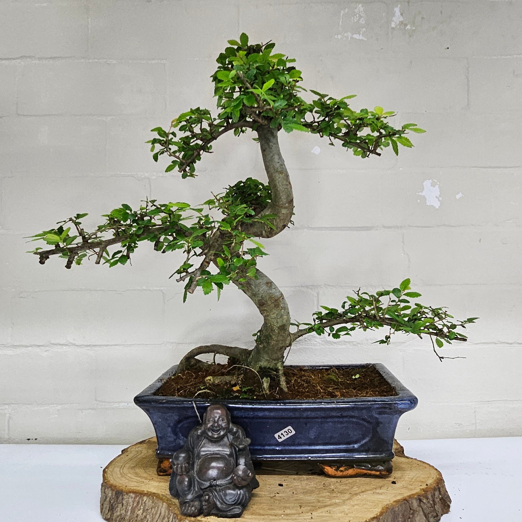 Chinese Elm (Ulmus Parvifolia) Bonsai Tree | Shaped | In 30cm Pot  | S251972