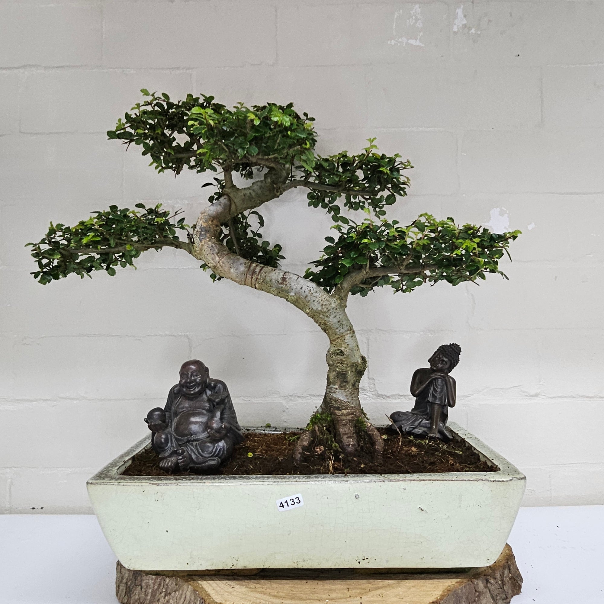 Large Chinese Elm (Ulmus Parvifolia) Bonsai Tree | Shaped | In 35cm Pot  | S251961