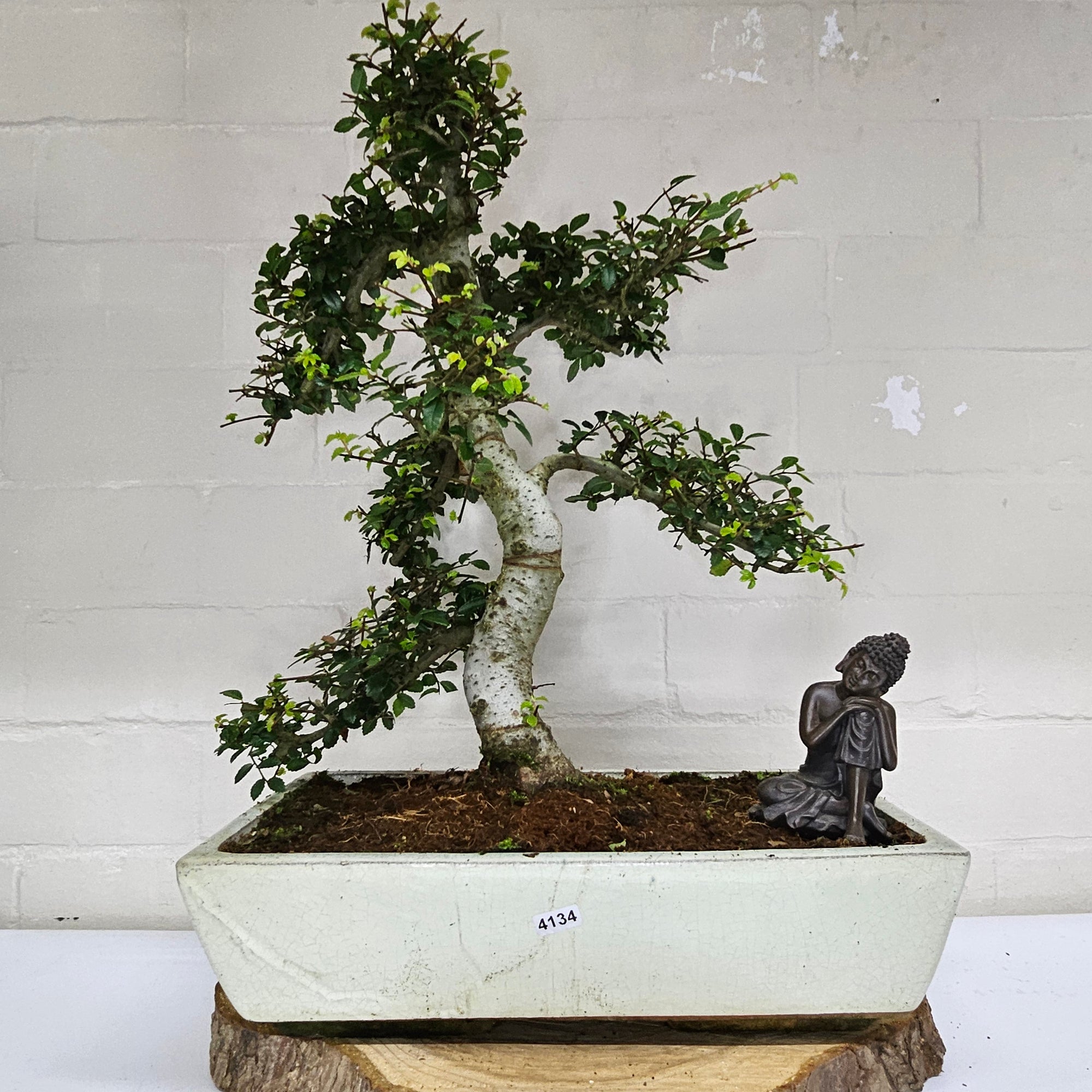 Large Chinese Elm (Ulmus Parvifolia) Bonsai Tree | Shaped | In 35cm Pot  | S251961