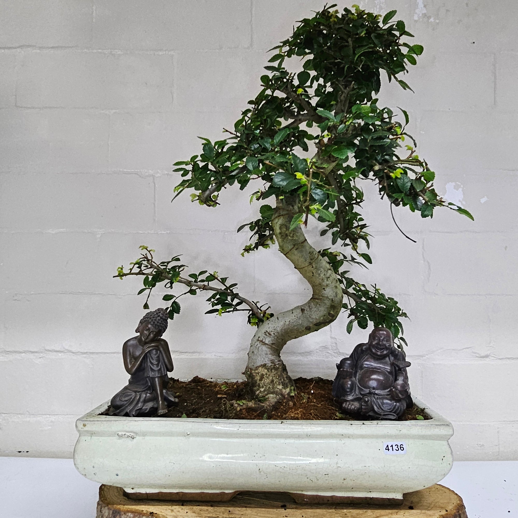 Large Chinese Elm (Ulmus Parvifolia) Bonsai Tree | Shaped | In 35cm Pot  | S251961