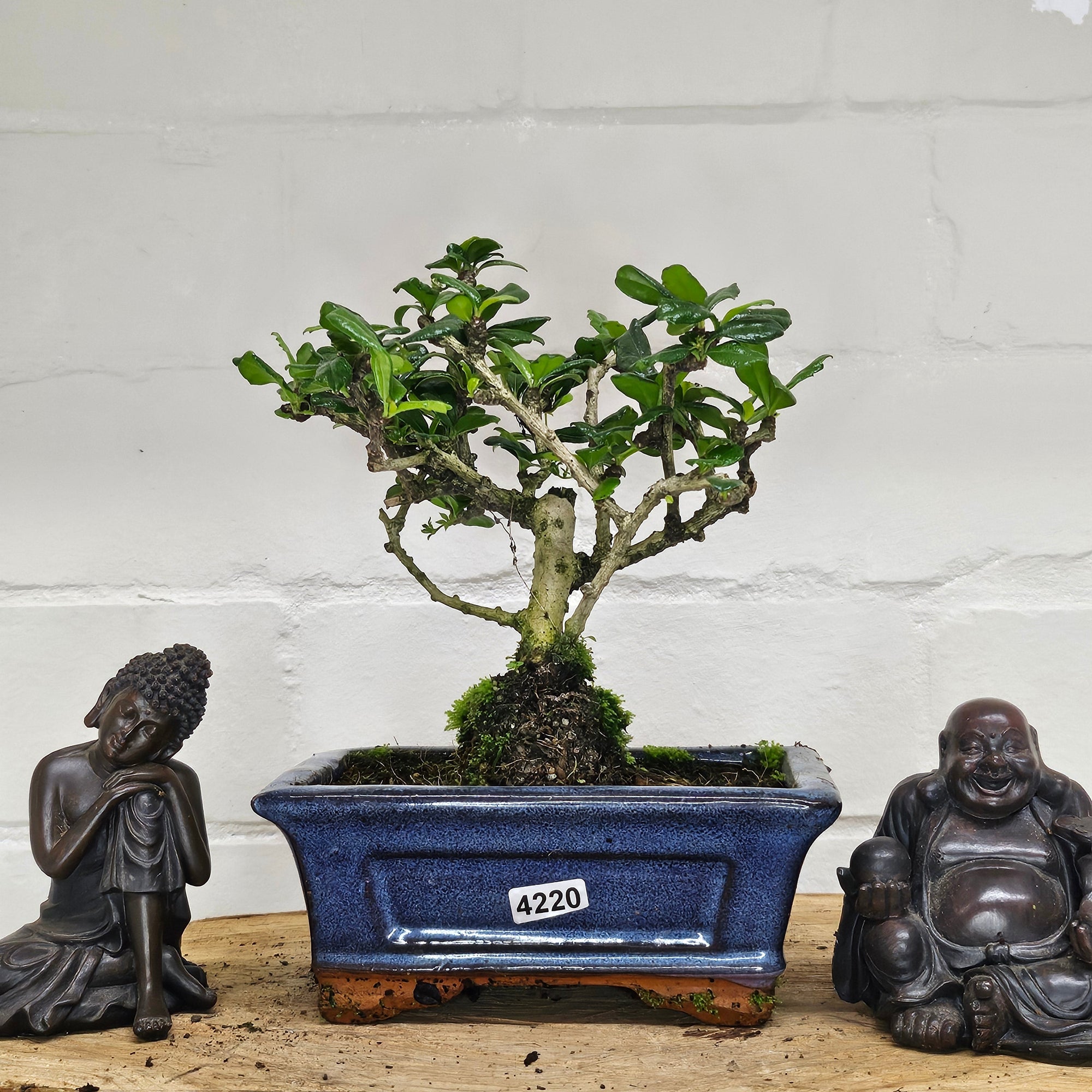 Fukien Tea Tree (Carmona Retusa) Bonsai Tree | Broom | In 15cm Pot  | S251962