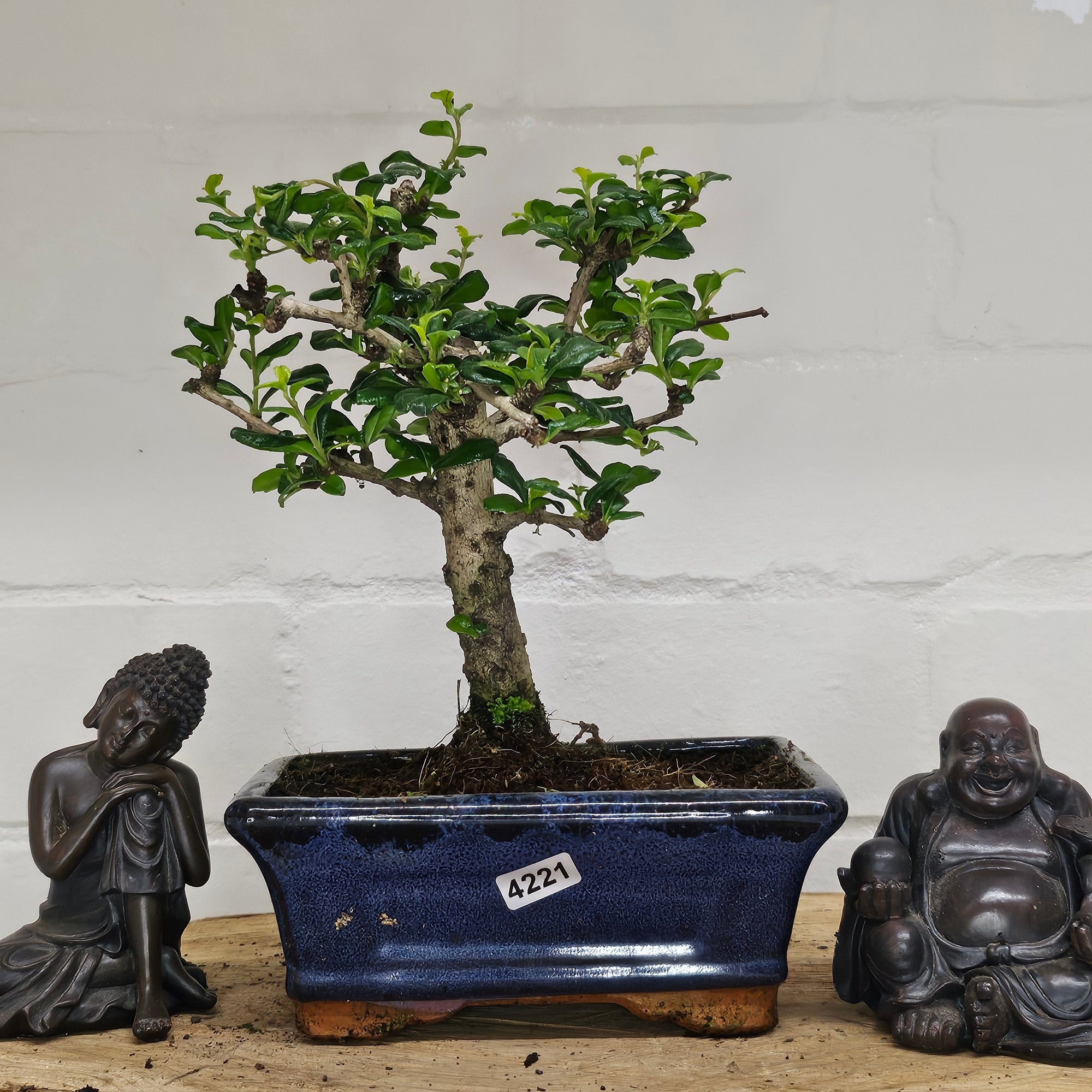 Fukien Tea Tree (Carmona Retusa) Bonsai Tree | Broom | In 15cm Pot  | S251962