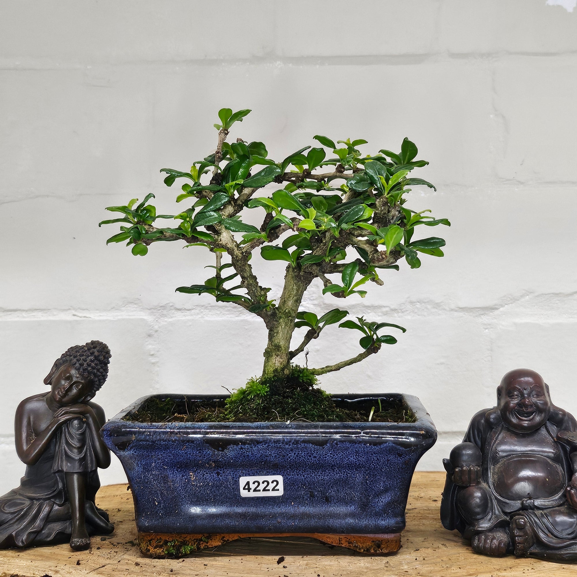 Fukien Tea Tree (Carmona Retusa) Bonsai Tree | Broom | In 15cm Pot  | S251962
