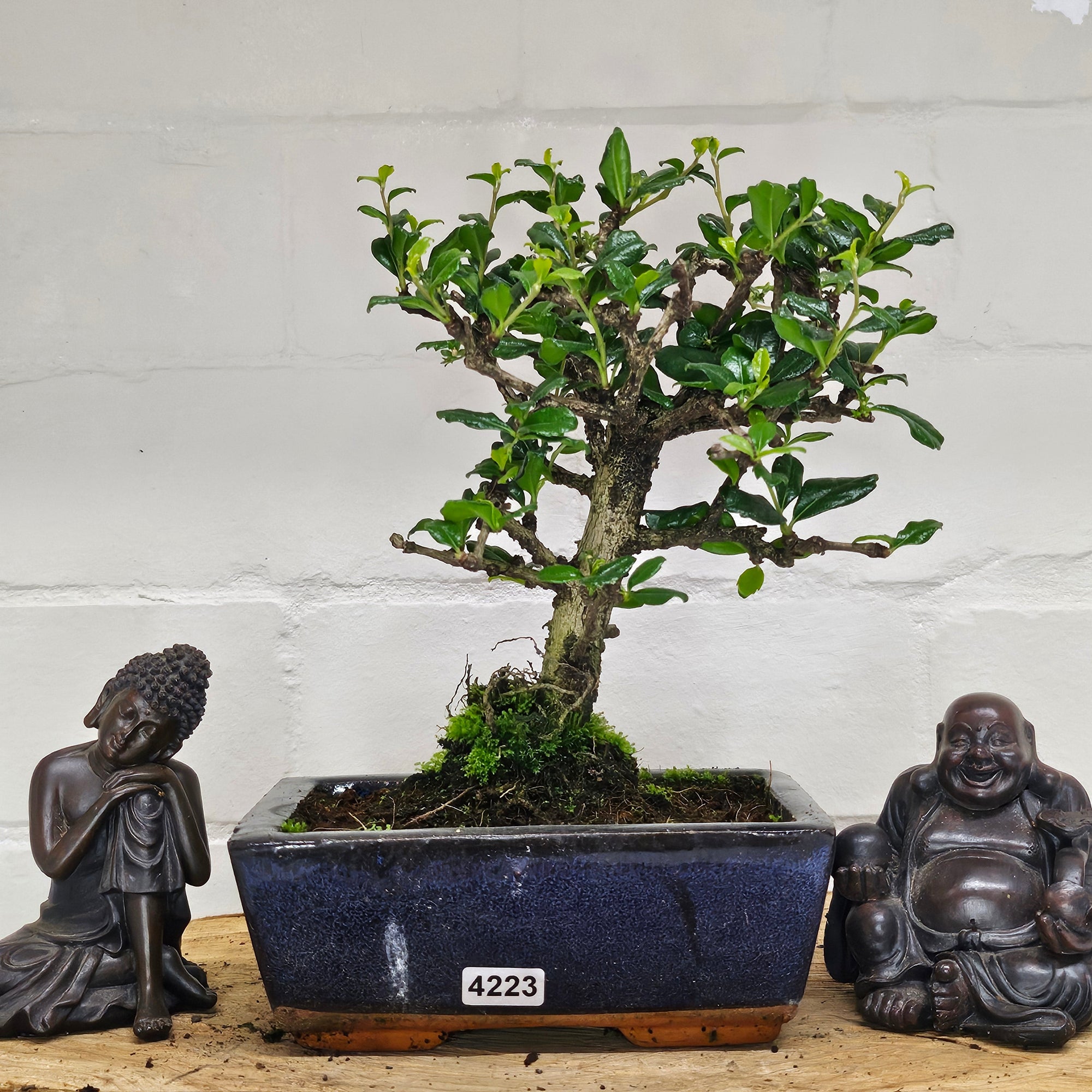 Fukien Tea Tree (Carmona Retusa) Bonsai Tree | Broom | In 15cm Pot  | S251962