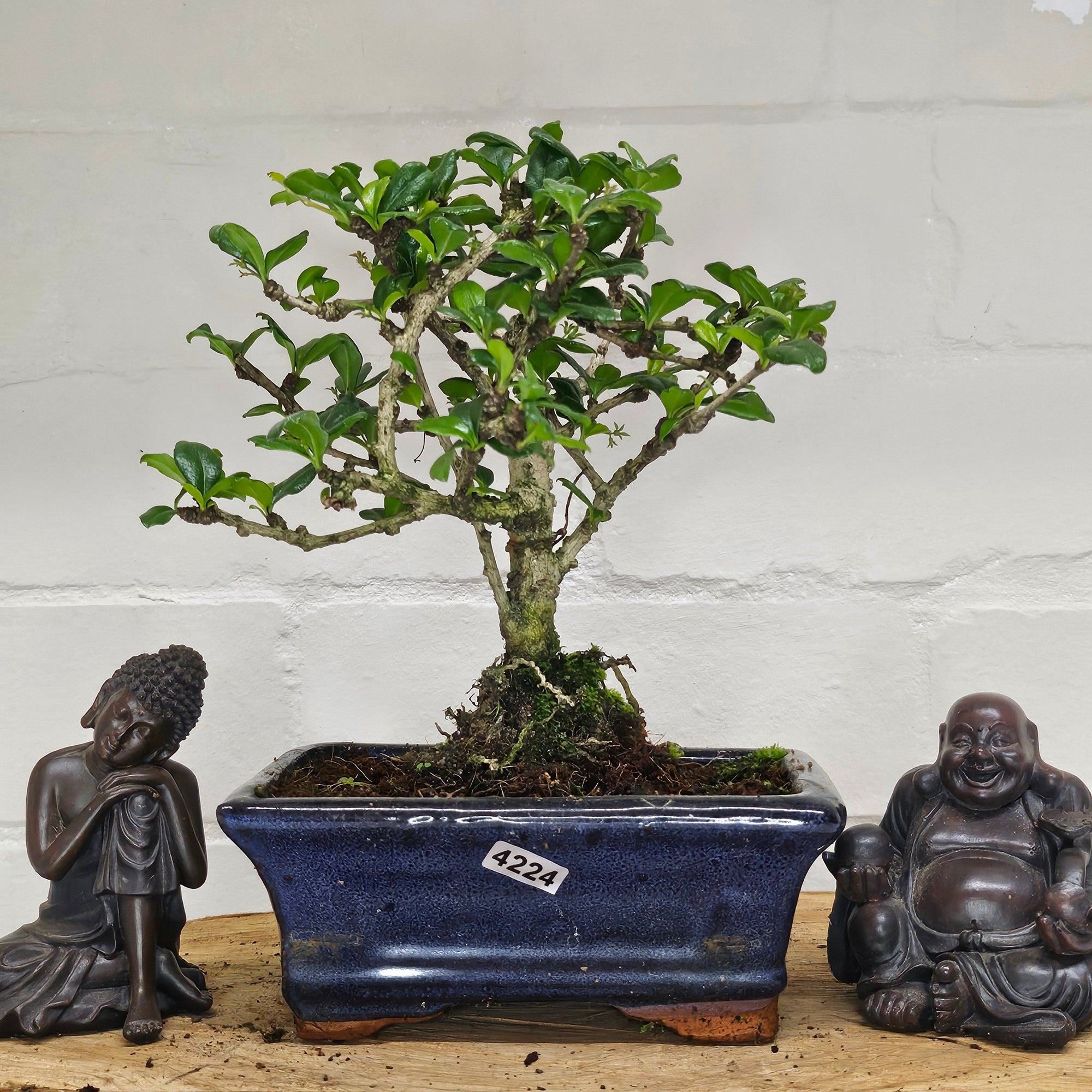 Fukien Tea Tree (Carmona Retusa) Bonsai Tree | Broom | In 15cm Pot  | S251962