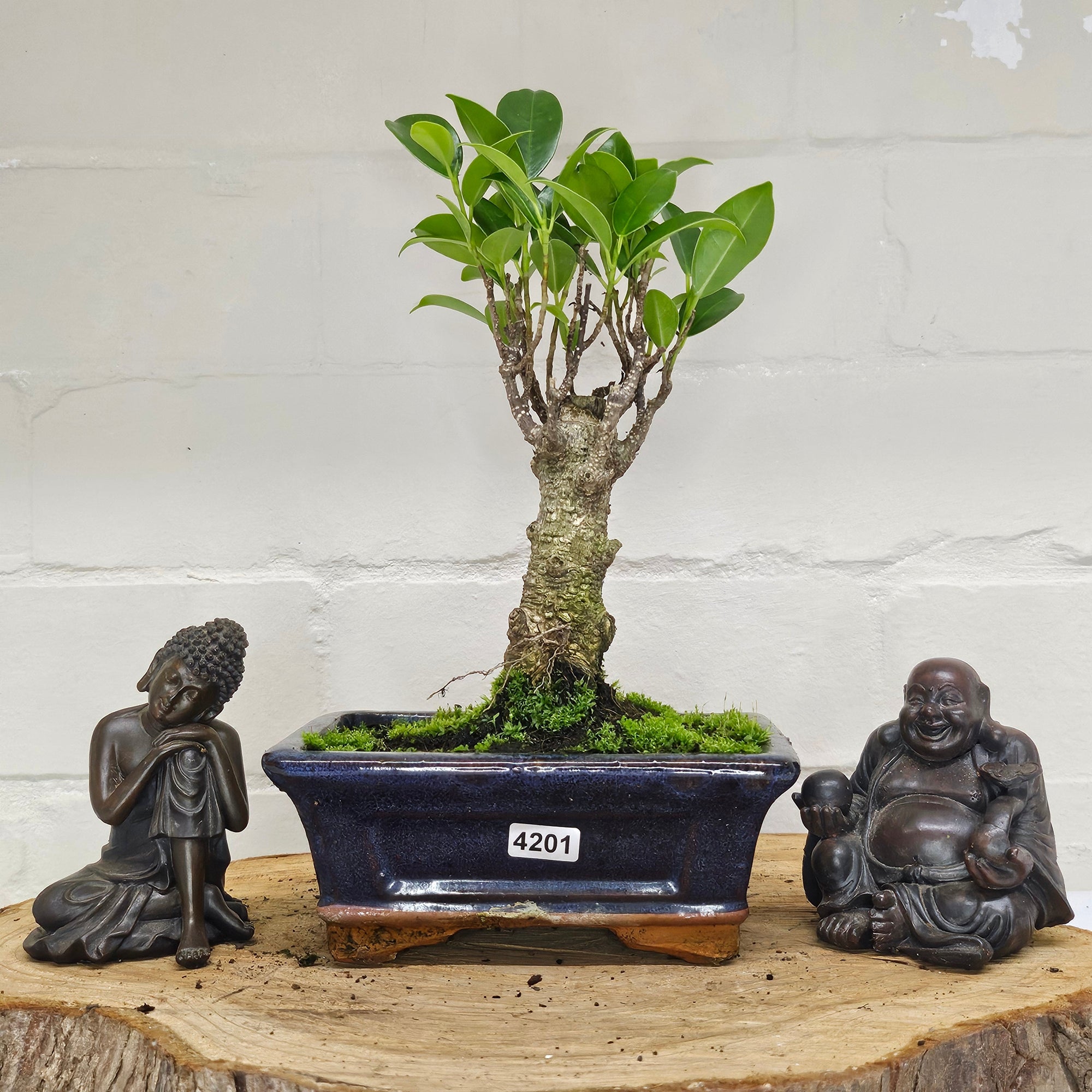 Ficus Microcarpa (Banyan Fig) Indoor Bonsai Tree | Broom | In 15cm Pot  | S251969