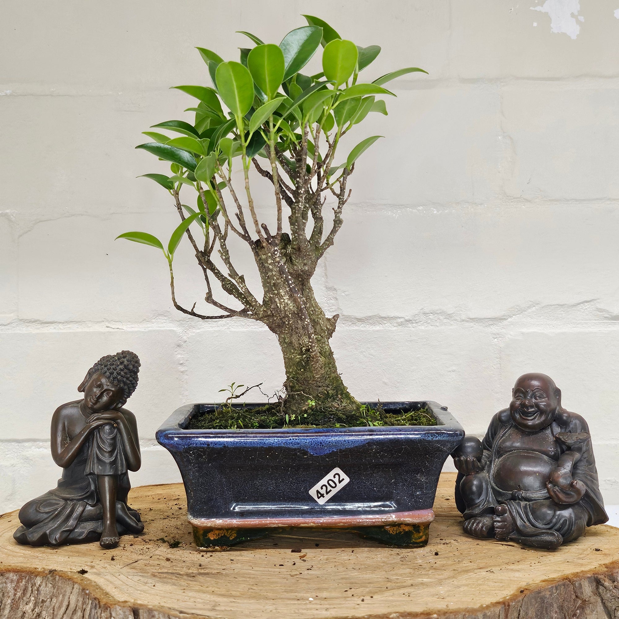 Ficus Microcarpa (Banyan Fig) Indoor Bonsai Tree | Broom | In 15cm Pot  | S251969