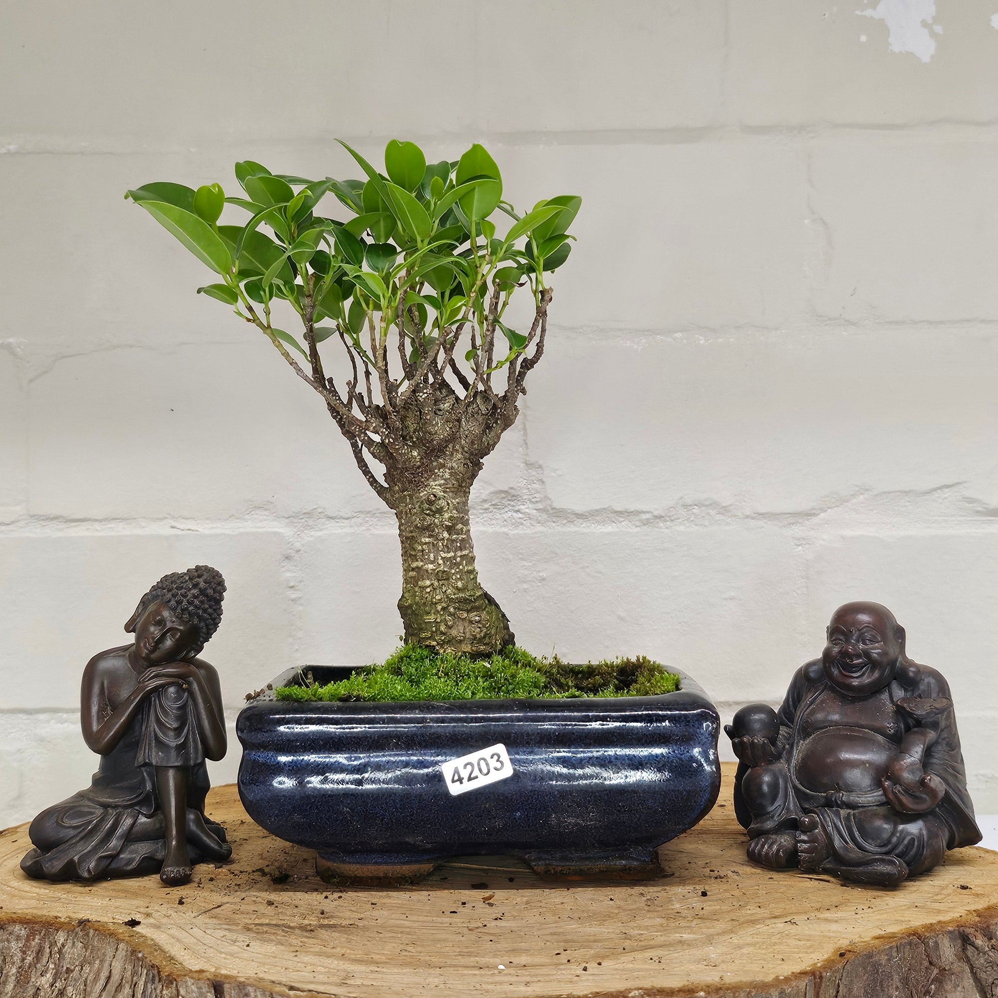 Ficus Microcarpa (Banyan Fig) Indoor Bonsai Tree | Broom | In 15cm Pot  | S251969