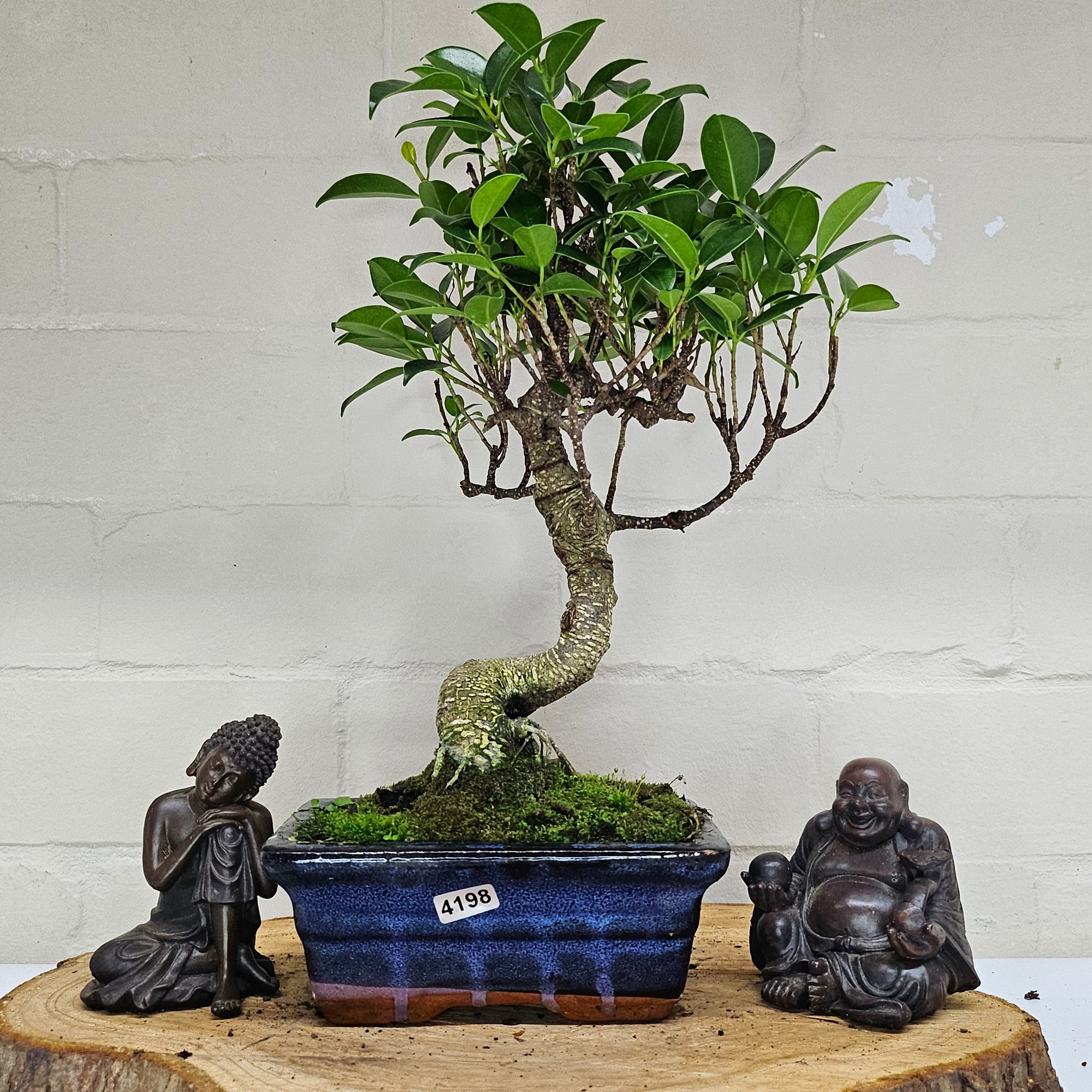 Ficus Microcarpa (Banyan Fig) Indoor Bonsai Tree | Shaped | In 15cm Pot  S25884