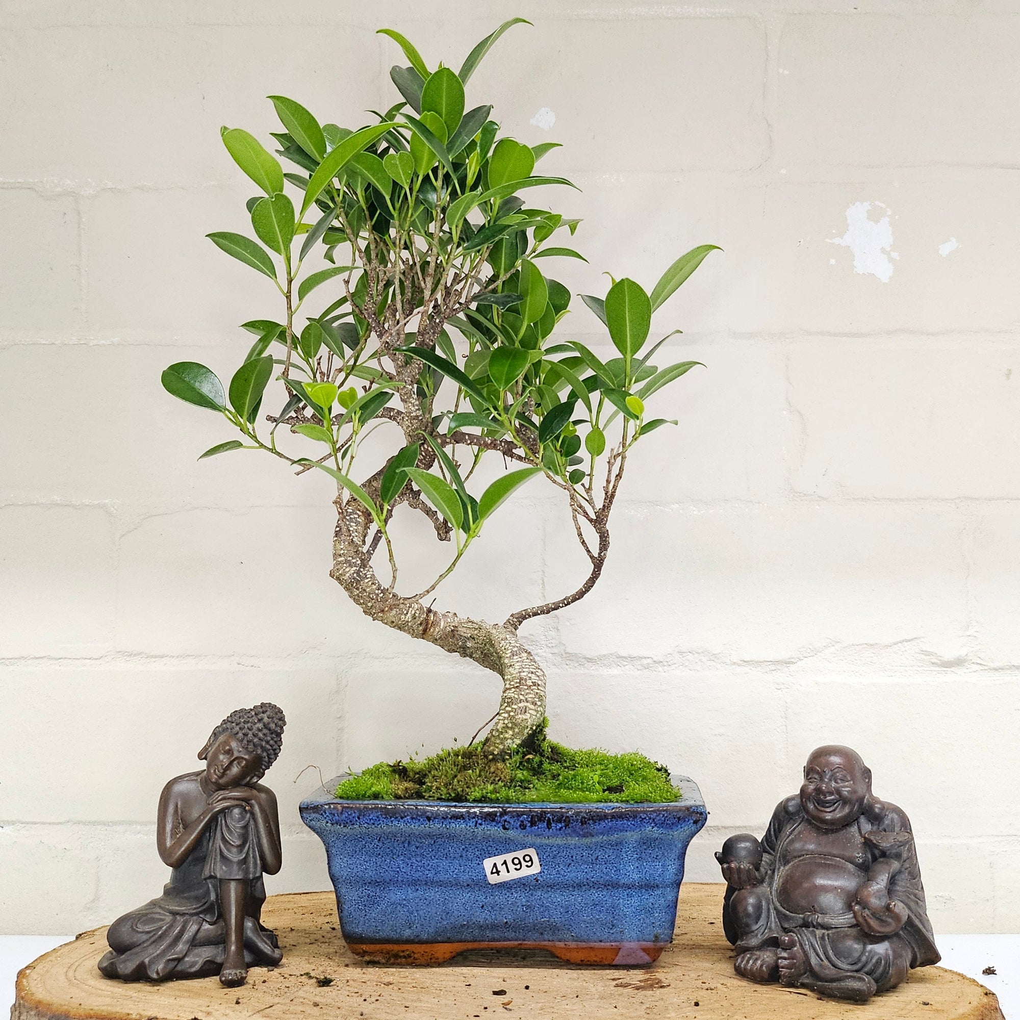 Ficus Microcarpa (Banyan Fig) Indoor Bonsai Tree | Shaped | In 15cm Pot  S25884