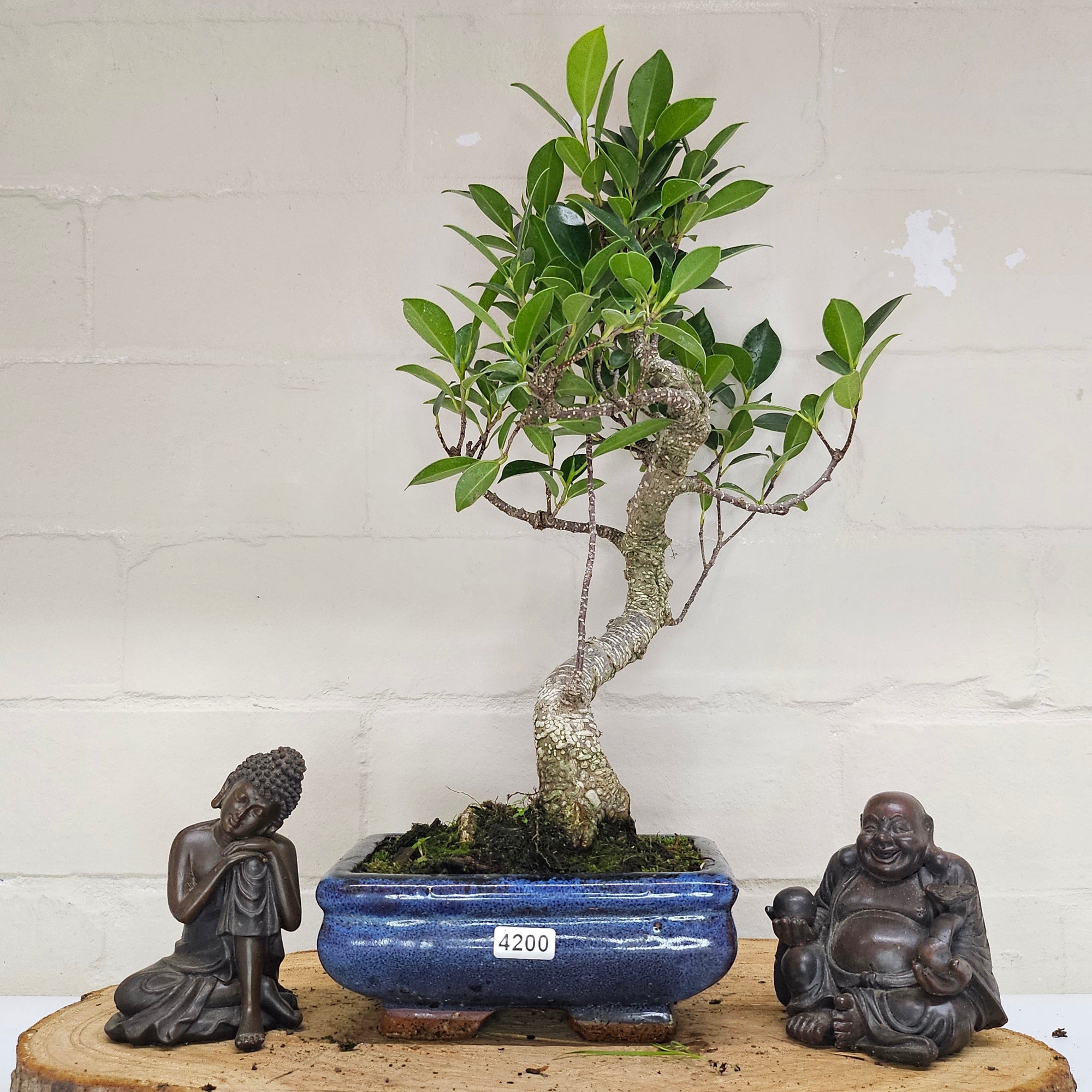 Ficus Microcarpa (Banyan Fig) Indoor Bonsai Tree | Shaped | In 15cm Pot  S25884