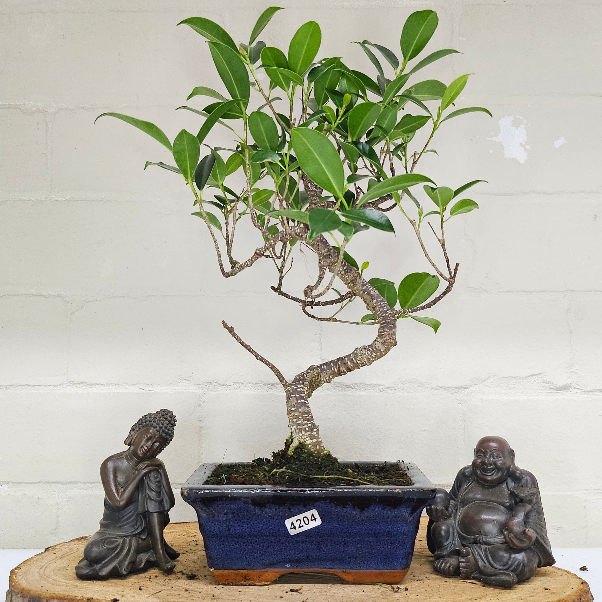 Ficus Microcarpa (Banyan Fig) Indoor Bonsai Tree | Shaped | In 15cm Pot  S25884
