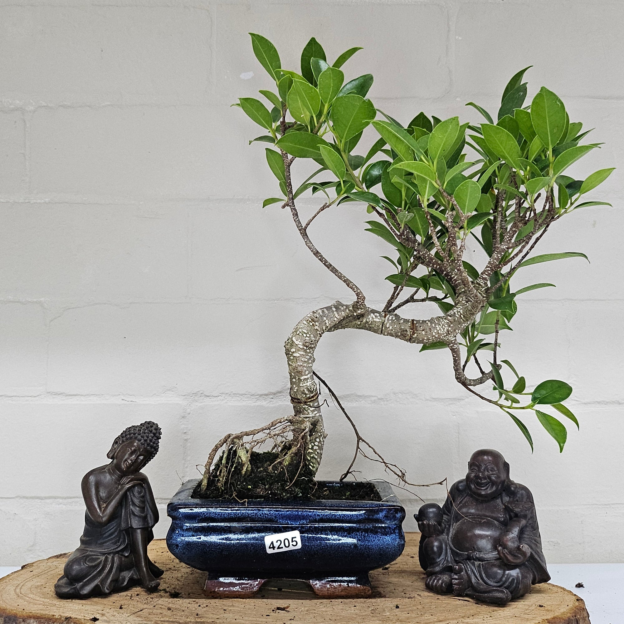 Ficus Microcarpa (Banyan Fig) Indoor Bonsai Tree | Shaped | In 15cm Pot  S25884