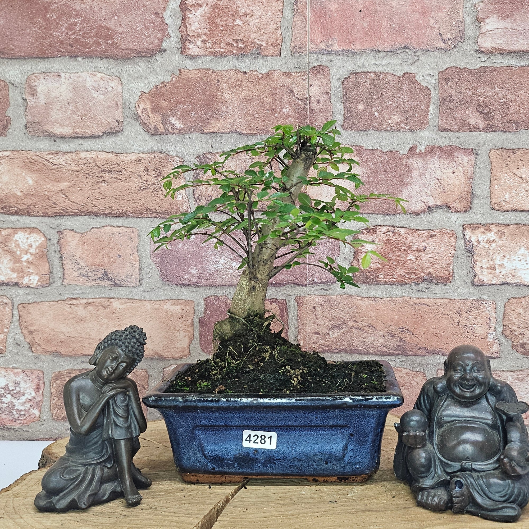 Chinese Elm (Ulmus Parvifolia) Bonsai Tree | Broom | In 15cm Pot  | S251976