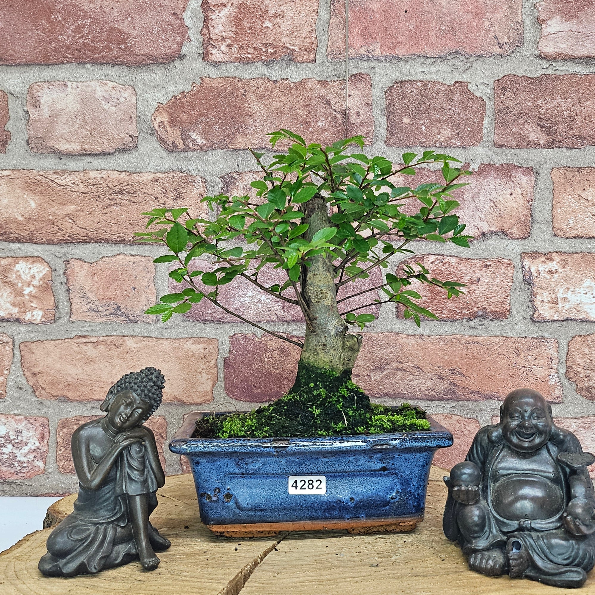 Chinese Elm (Ulmus Parvifolia) Bonsai Tree | Broom | In 15cm Pot  | S251976