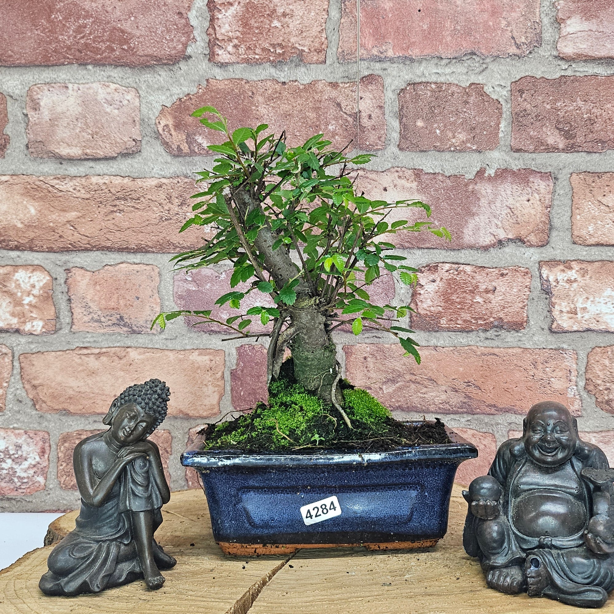 Chinese Elm (Ulmus Parvifolia) Bonsai Tree | Broom | In 15cm Pot  | S251976