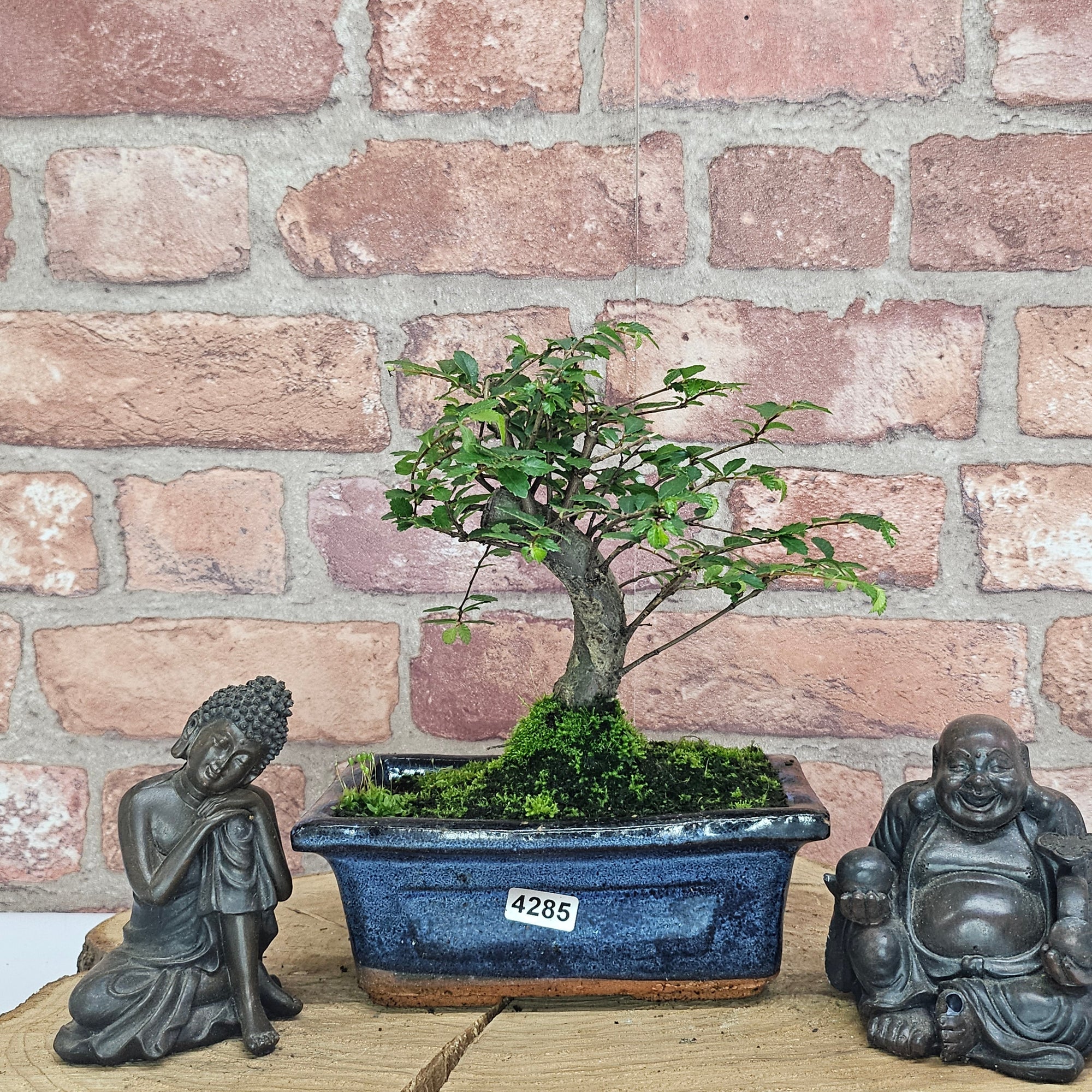 Chinese Elm (Ulmus Parvifolia) Bonsai Tree | Broom | In 15cm Pot  | S251976