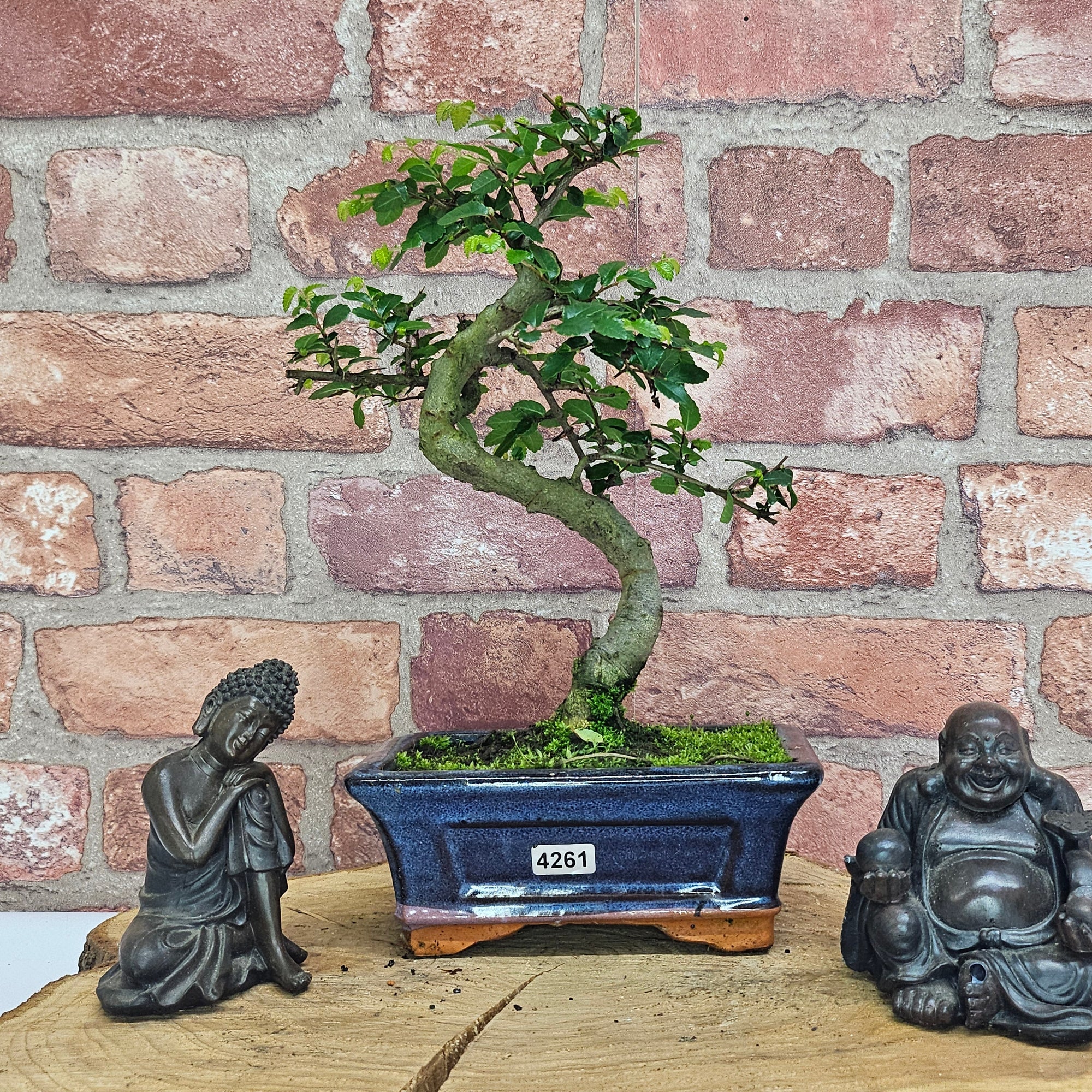 Chinese Elm (Ulmus Parvifolia) Bonsai Tree | Shaped | In 15cm Pot  | S251975