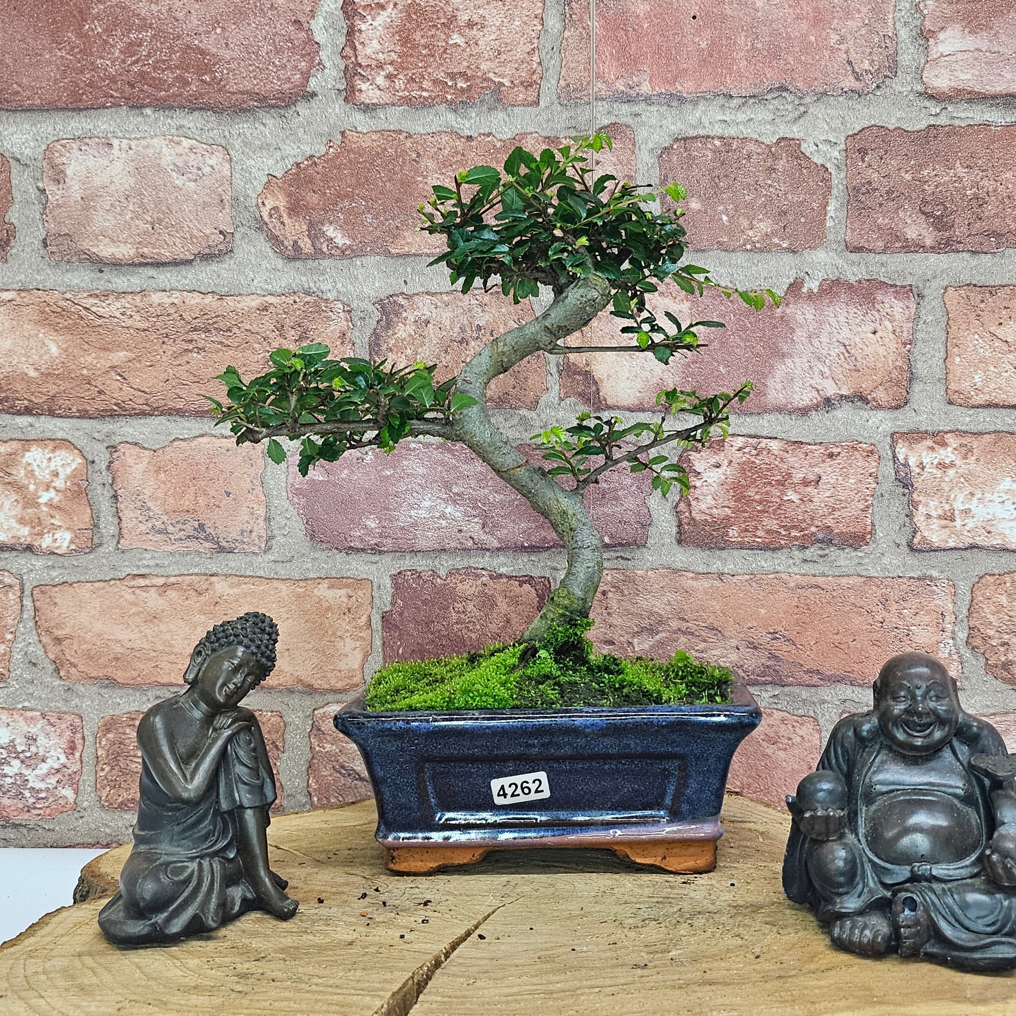 Chinese Elm (Ulmus Parvifolia) Bonsai Tree | Shaped | In 15cm Pot  | S251975