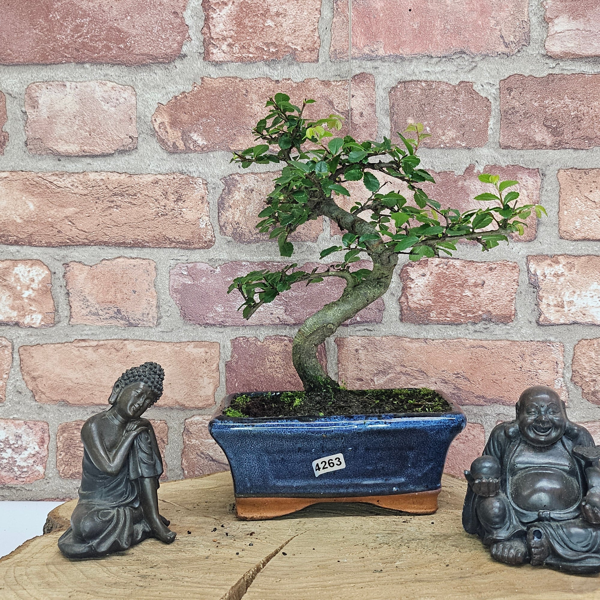 Chinese Elm (Ulmus Parvifolia) Bonsai Tree | Shaped | In 15cm Pot  | S251975