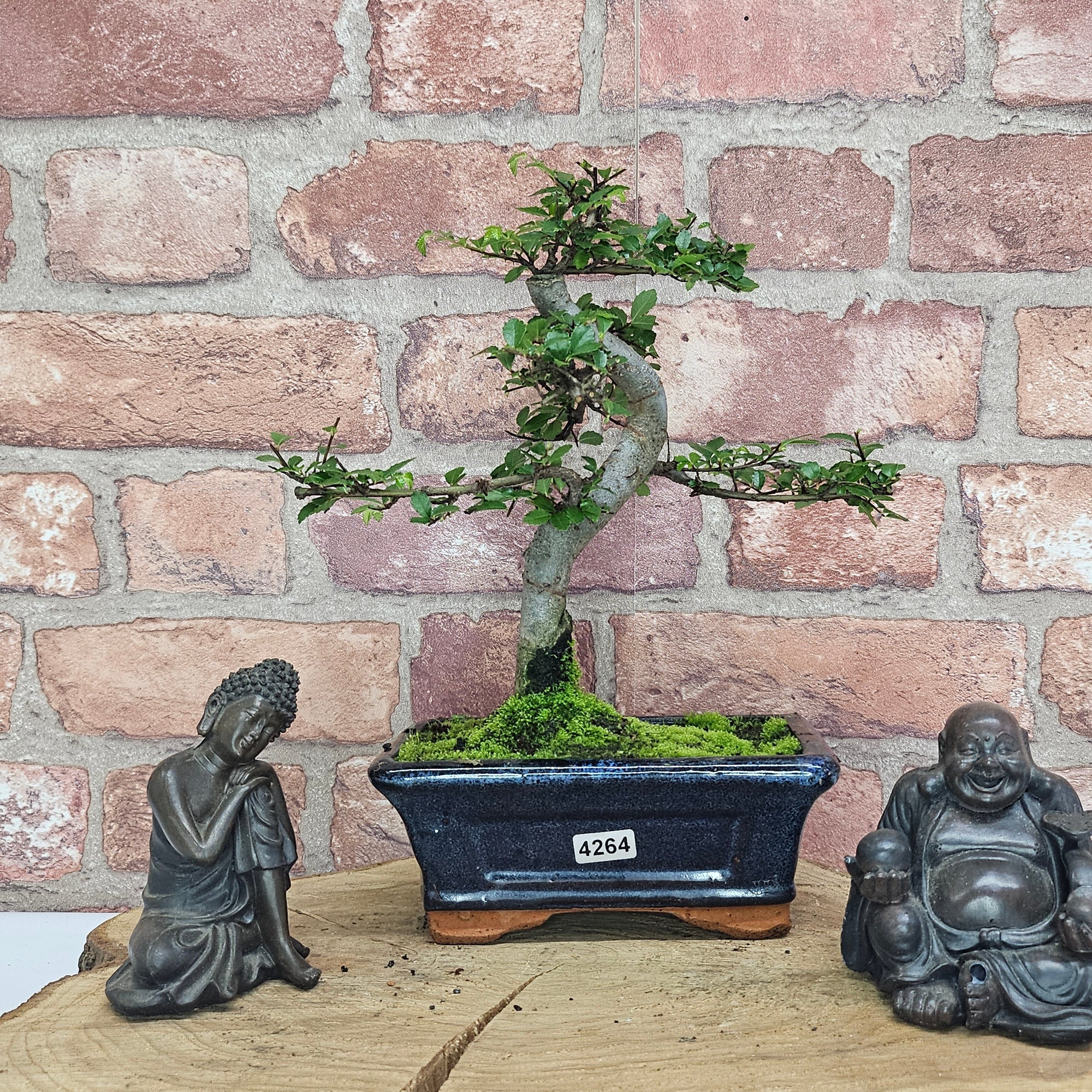 Chinese Elm (Ulmus Parvifolia) Bonsai Tree | Shaped | In 15cm Pot  | S251975