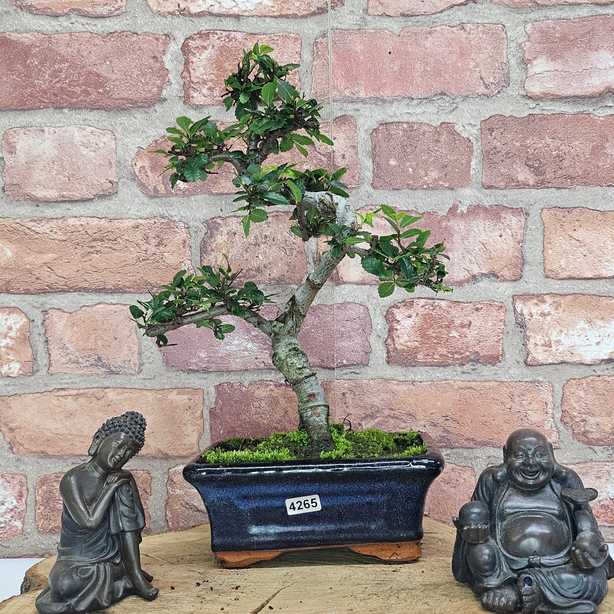 Chinese Elm (Ulmus Parvifolia) Bonsai Tree | Shaped | In 15cm Pot  | S251975