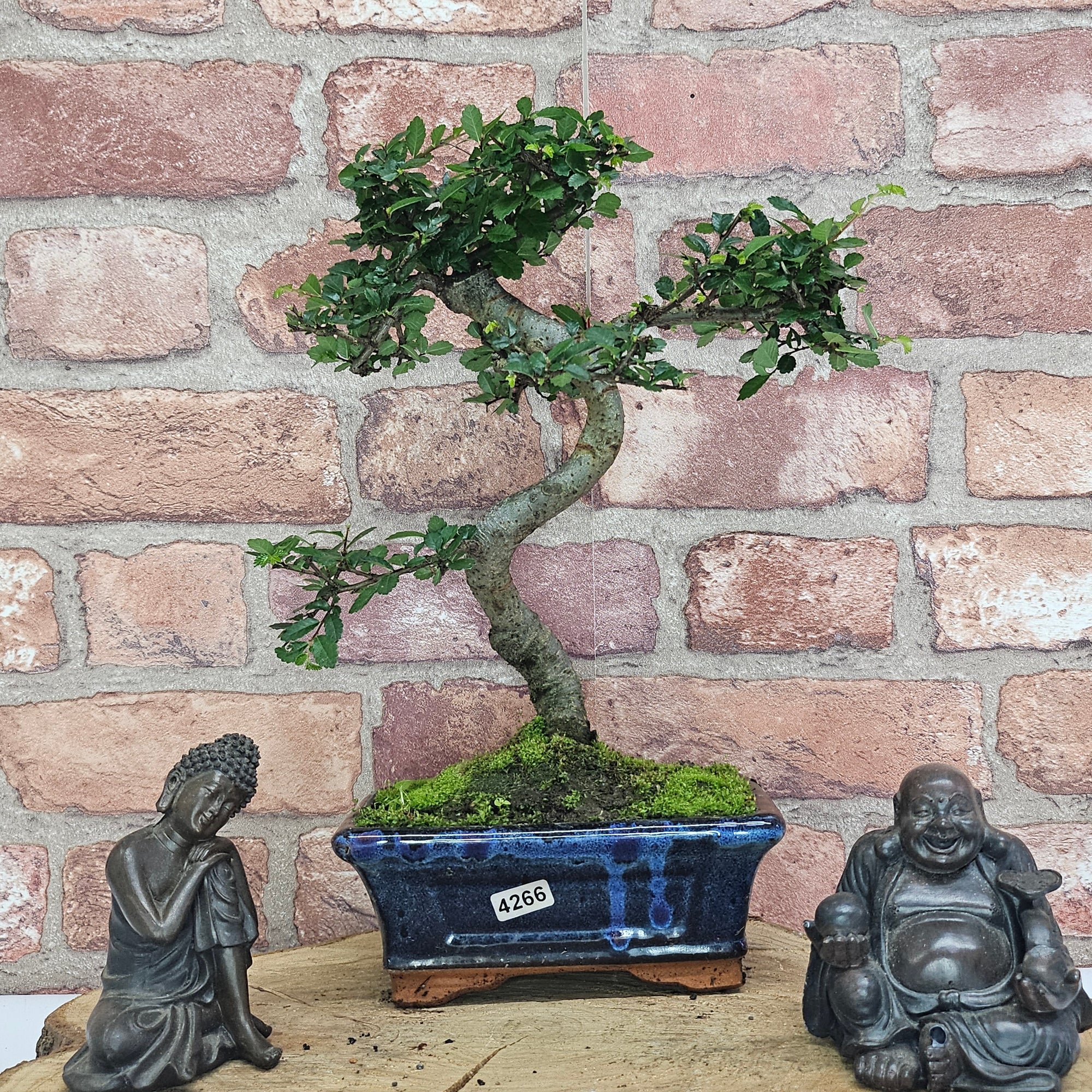 Chinese Elm (Ulmus Parvifolia) Bonsai Tree | Shaped | In 15cm Pot  | S251975
