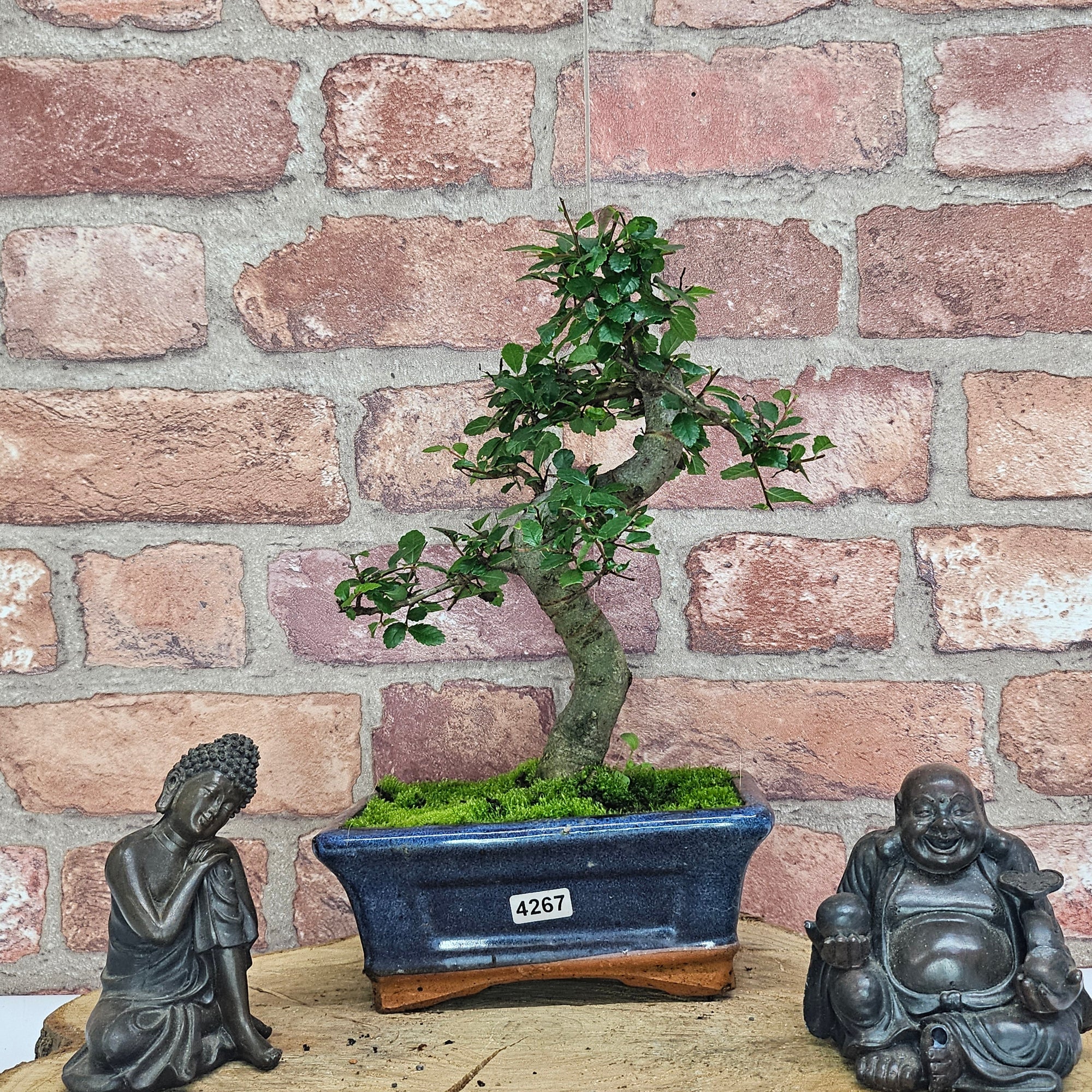 Chinese Elm (Ulmus Parvifolia) Bonsai Tree | Shaped | In 15cm Pot  | S251975