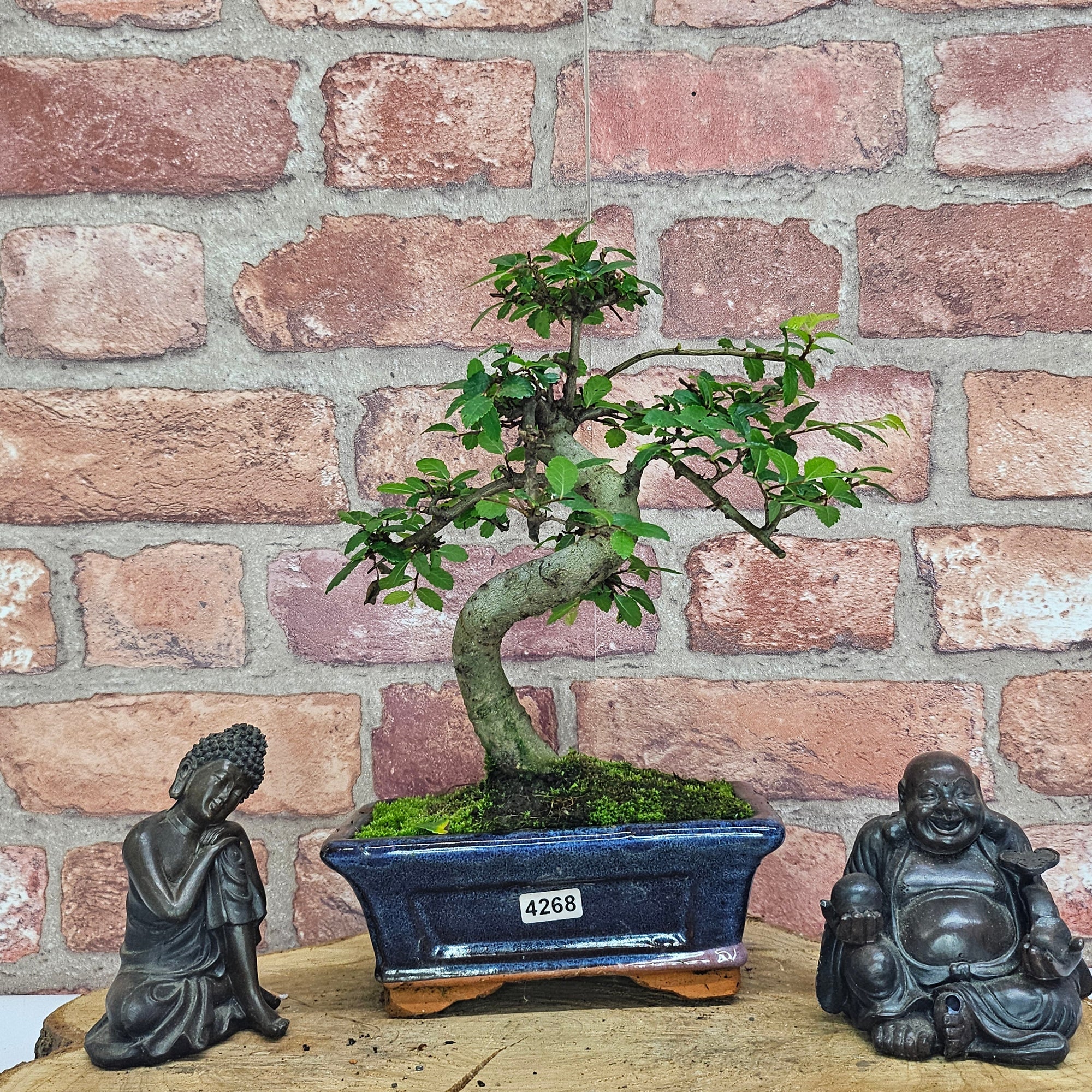 Chinese Elm (Ulmus Parvifolia) Bonsai Tree | Shaped | In 15cm Pot  | S251975