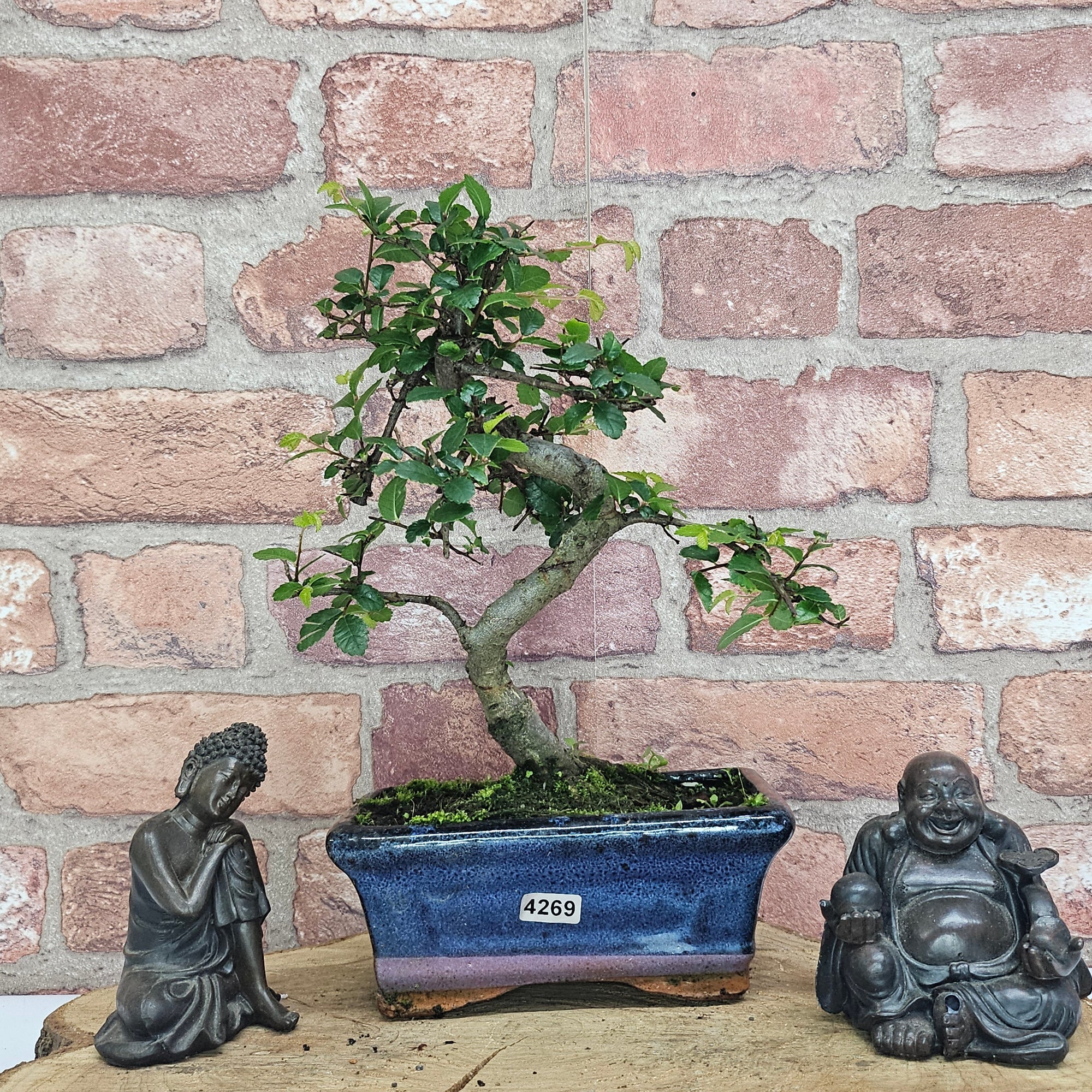 Chinese Elm (Ulmus Parvifolia) Bonsai Tree | Shaped | In 15cm Pot  | S251975