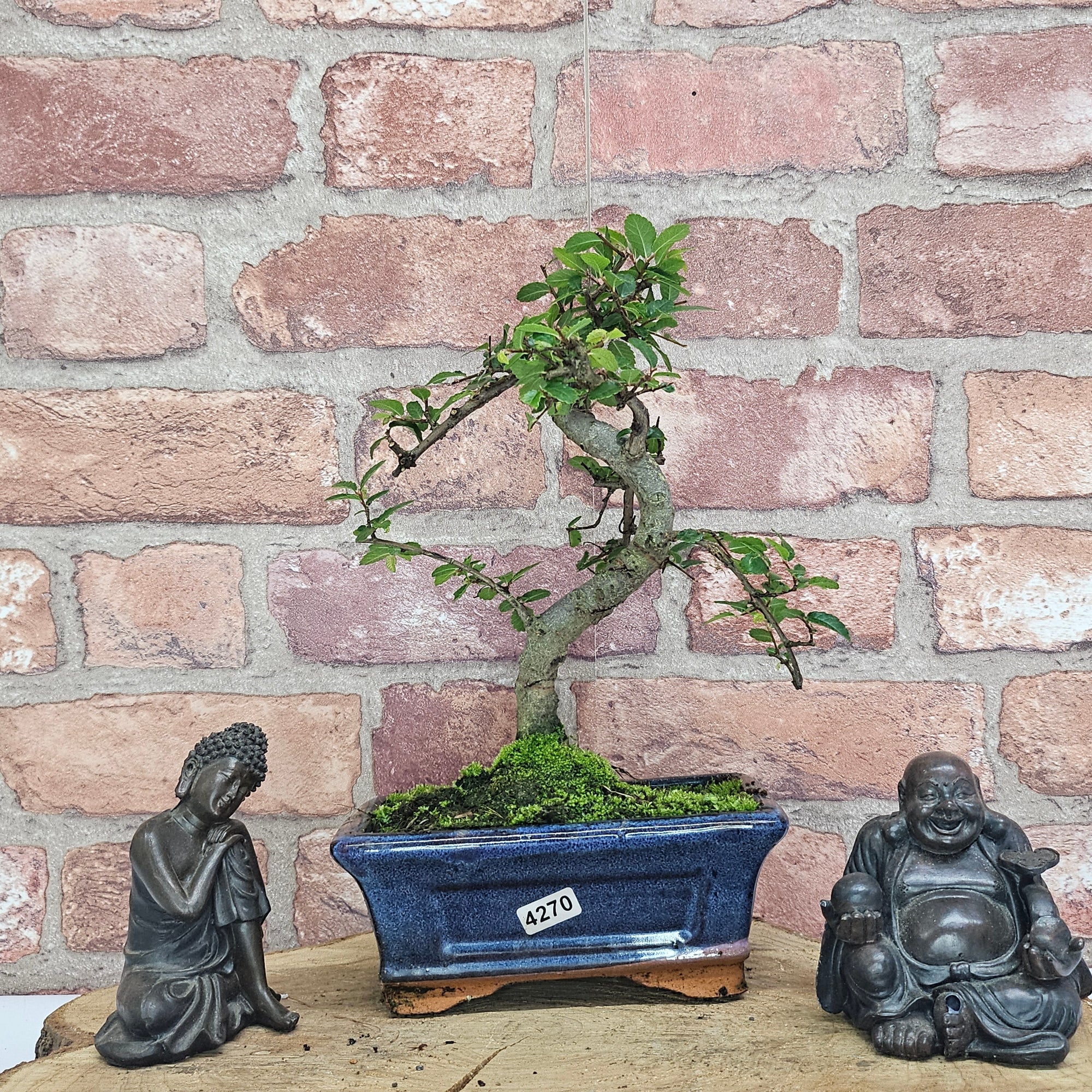 Chinese Elm (Ulmus Parvifolia) Bonsai Tree | Shaped | In 15cm Pot  | S251975